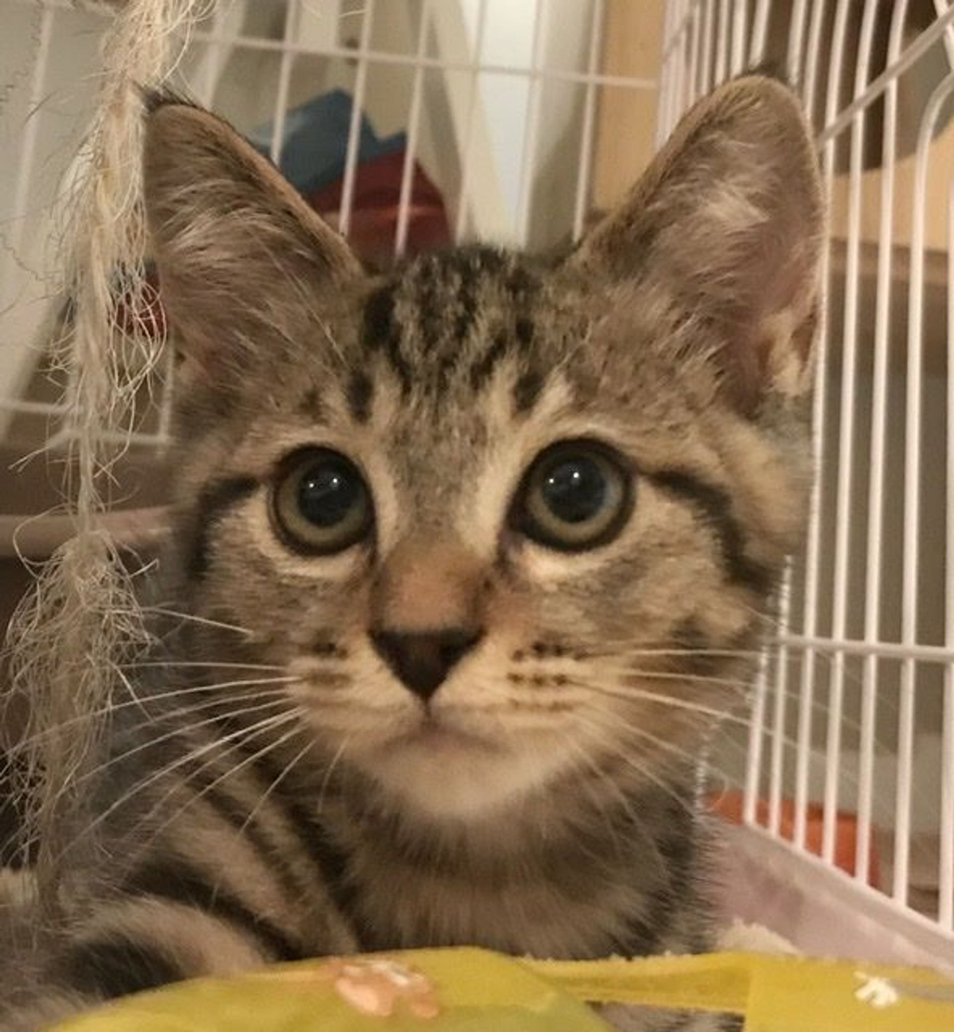 雑種（ミックス猫）・オスの里親募集の写真