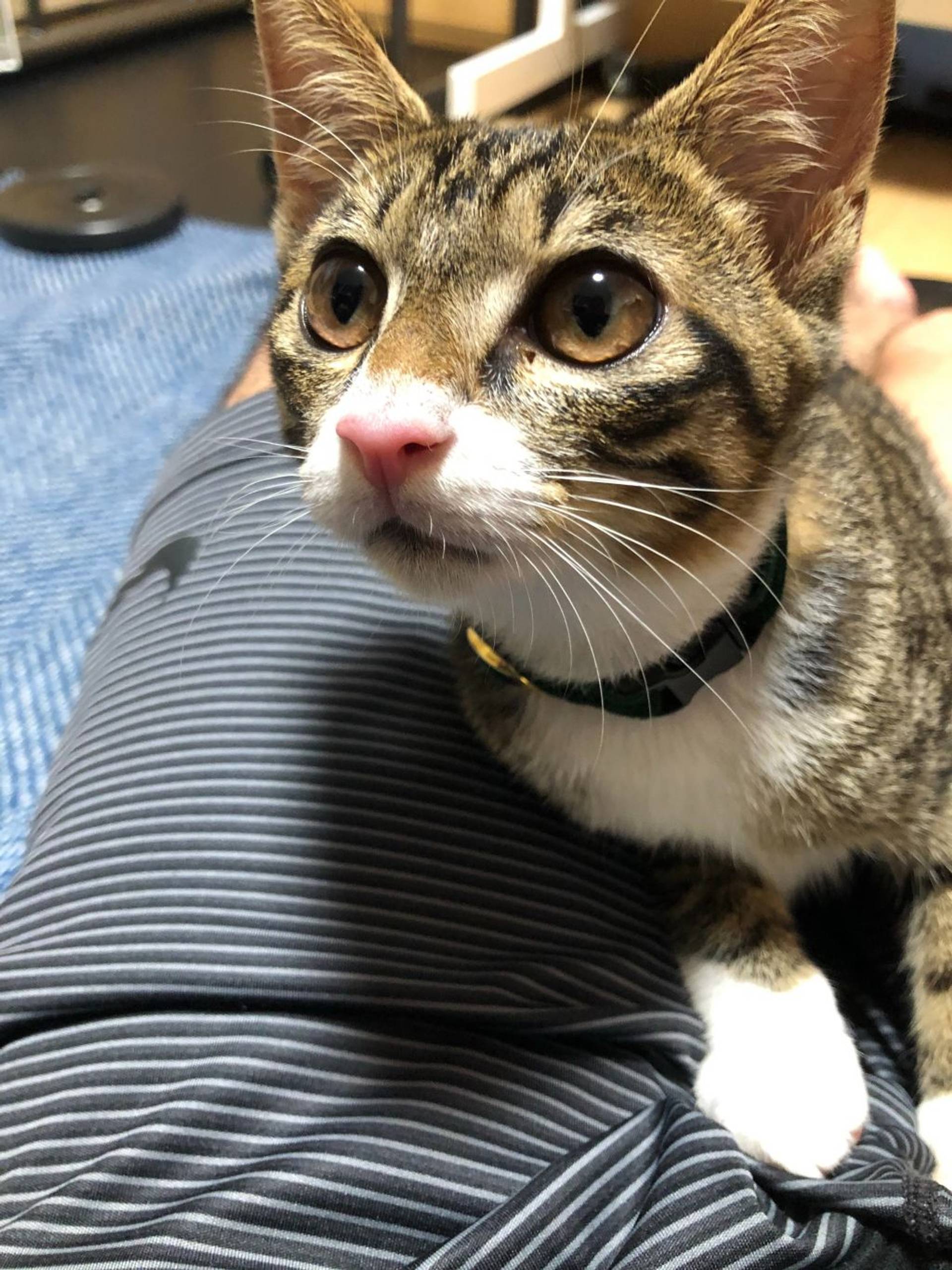 雑種（ミックス猫）・メスの里親募集の写真
