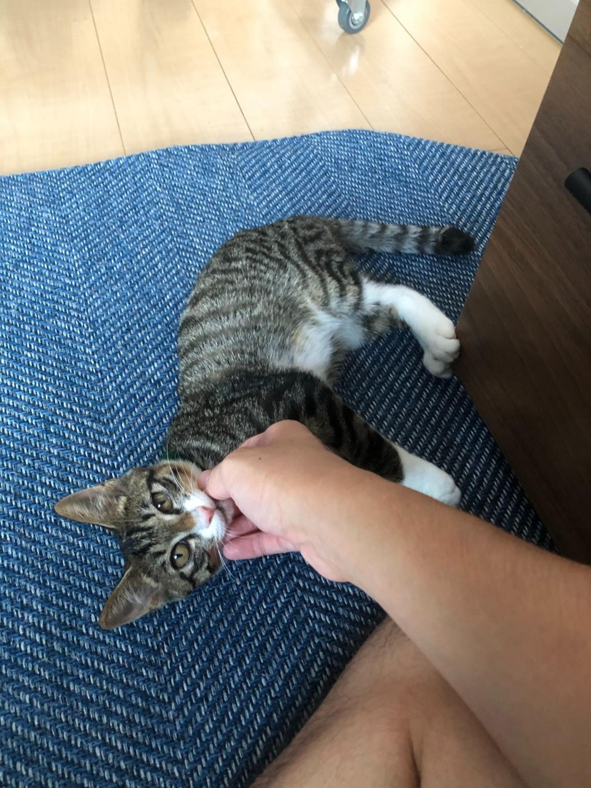 pet-image-5