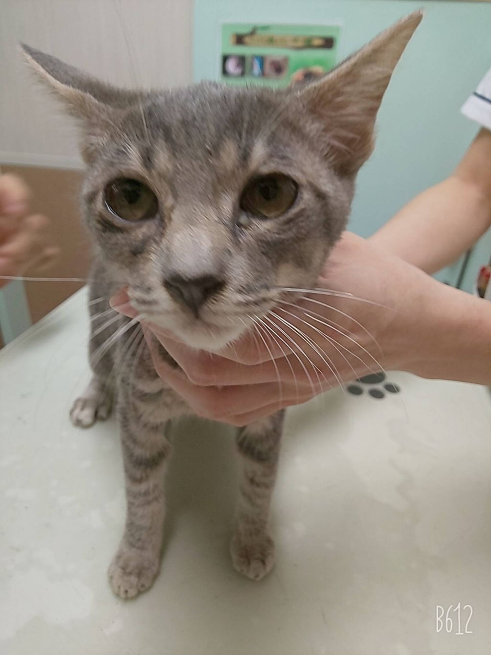 雑種（ミックス猫）・オスの里親募集の写真