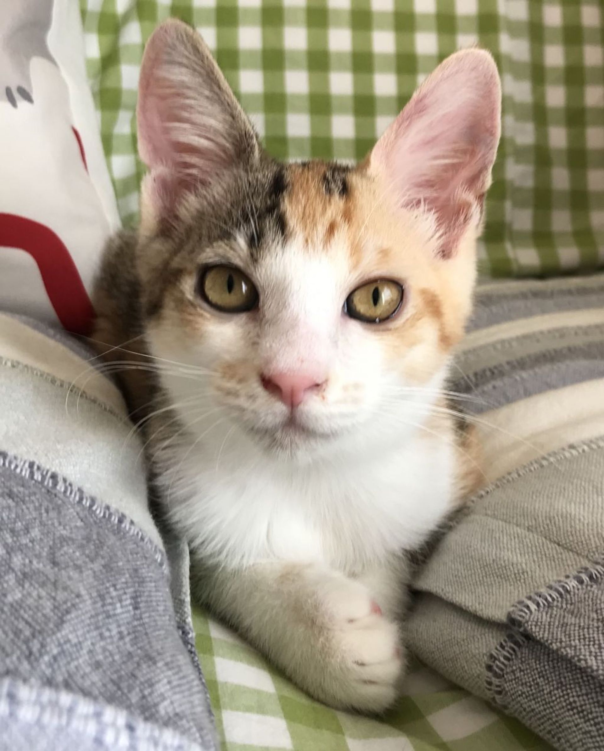 雑種（ミックス猫）・メスの里親募集の写真