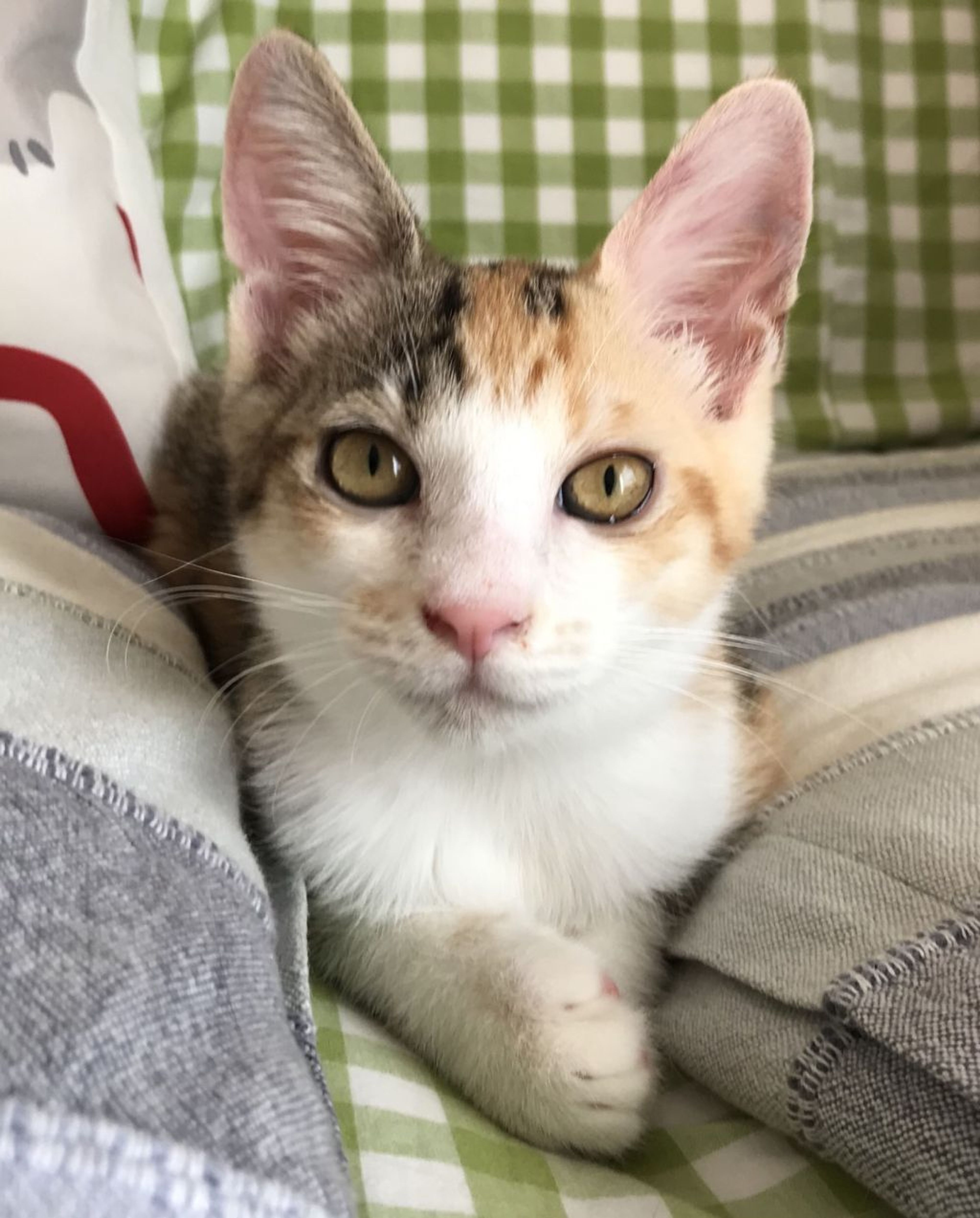 雑種（ミックス猫）・メスの里親募集の写真