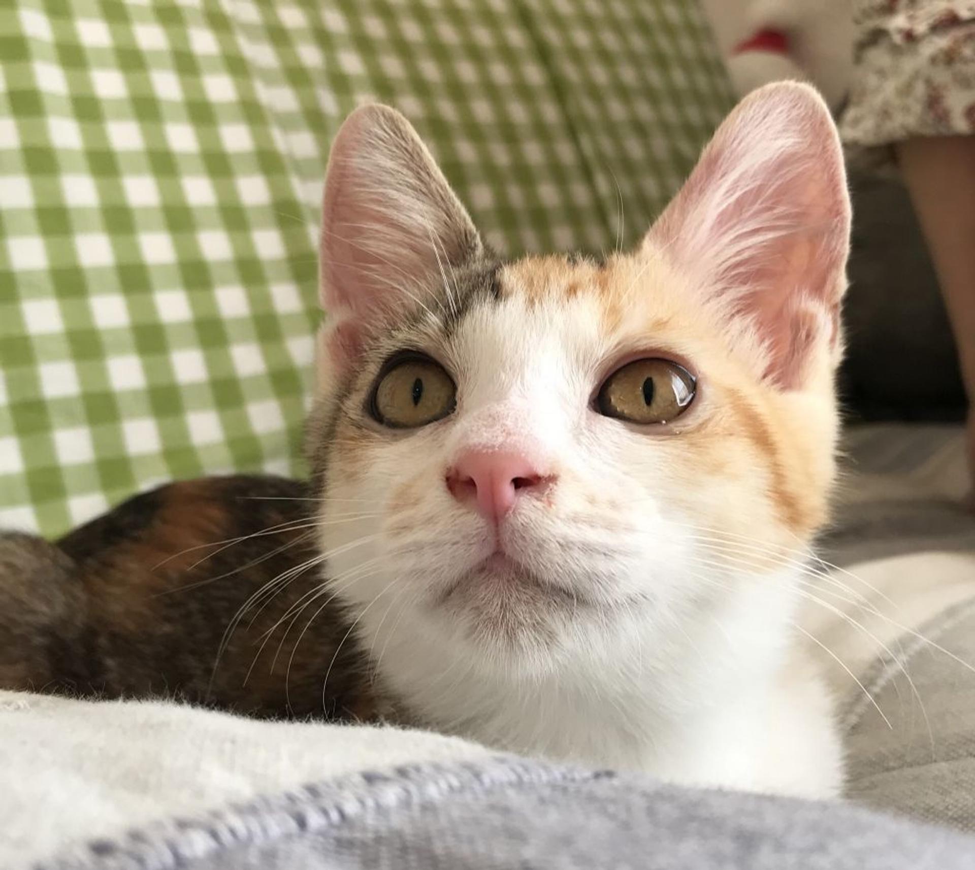 pet-image-2
