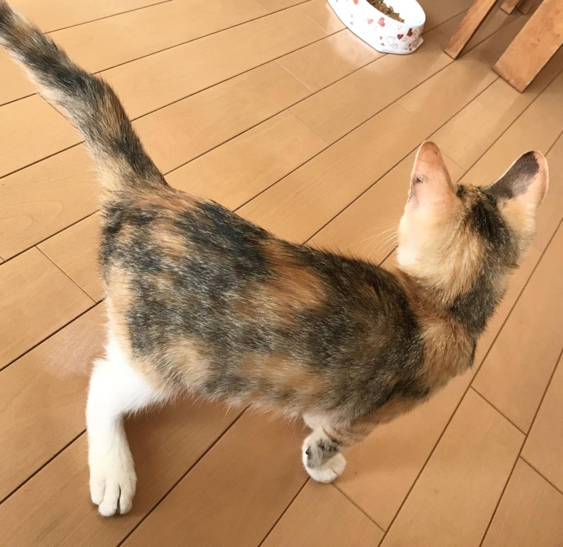 pet-image-3