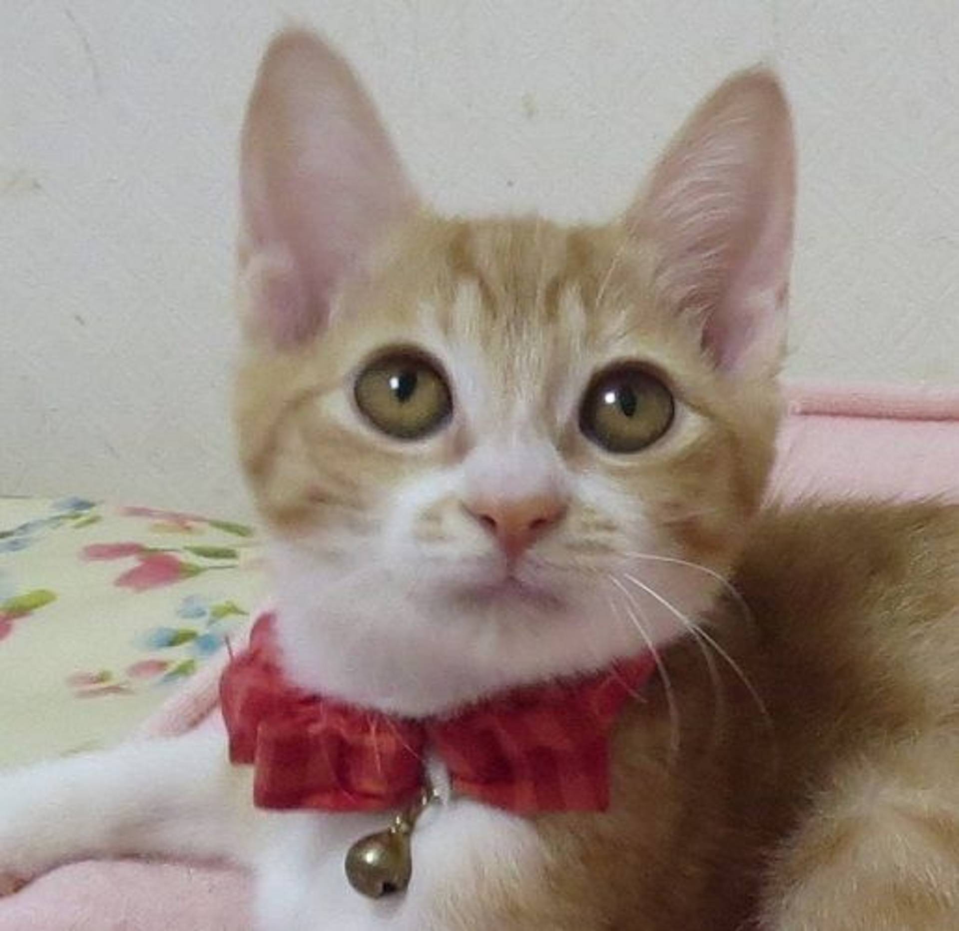雑種（ミックス猫）・メスの里親募集の写真