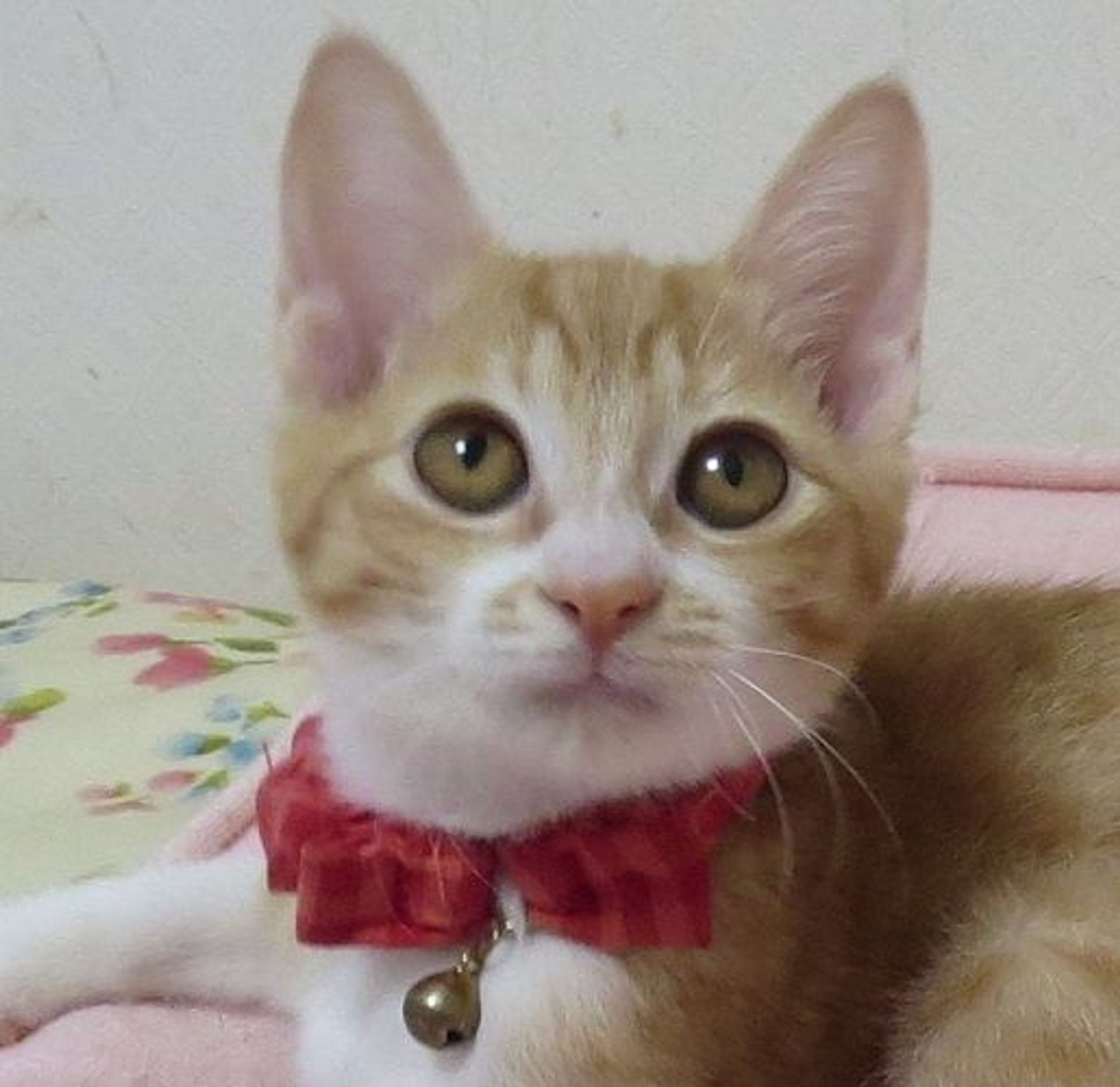 雑種（ミックス猫）・メスの里親募集の写真
