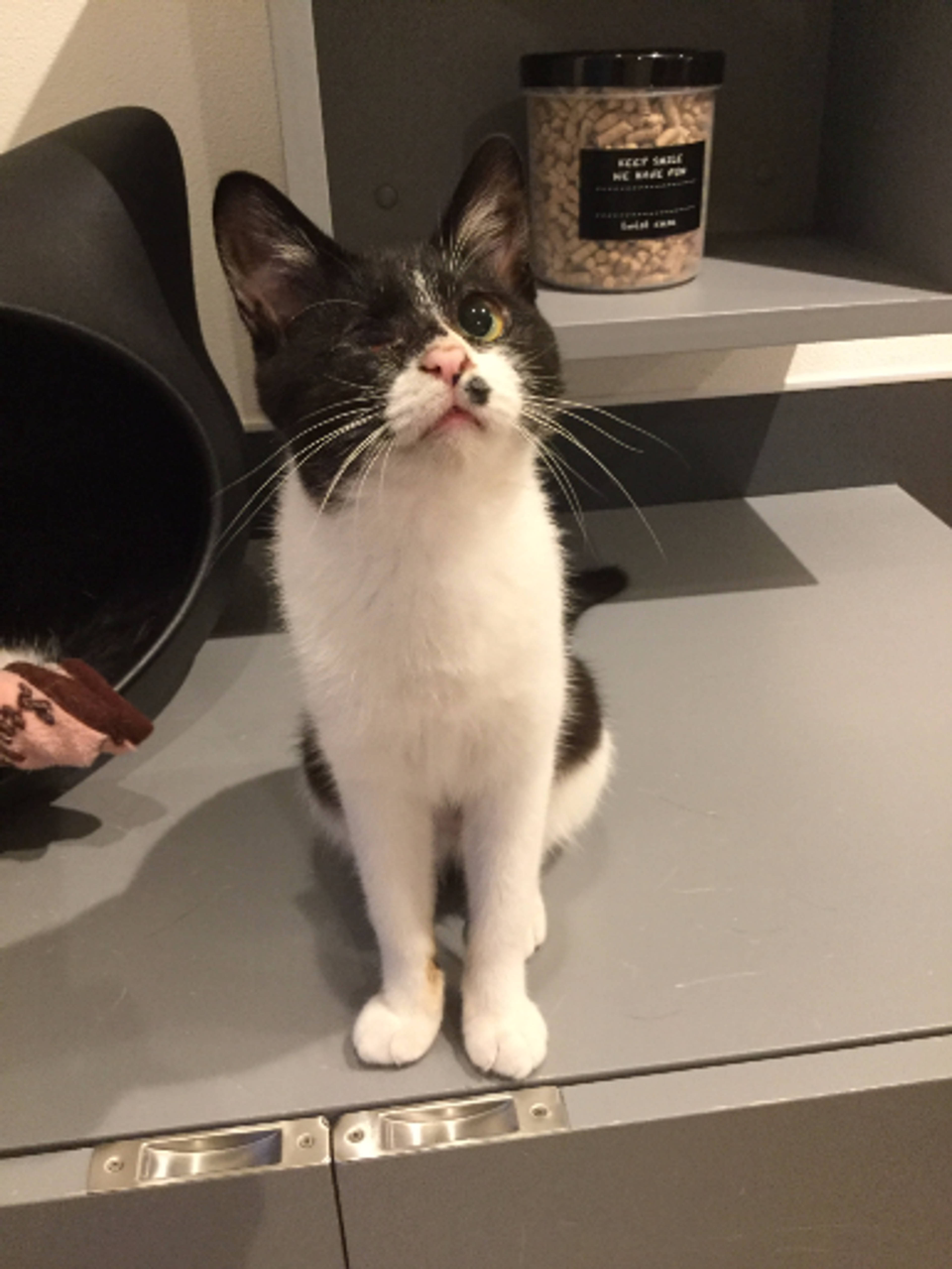 雑種（ミックス猫）・メスの里親募集の写真