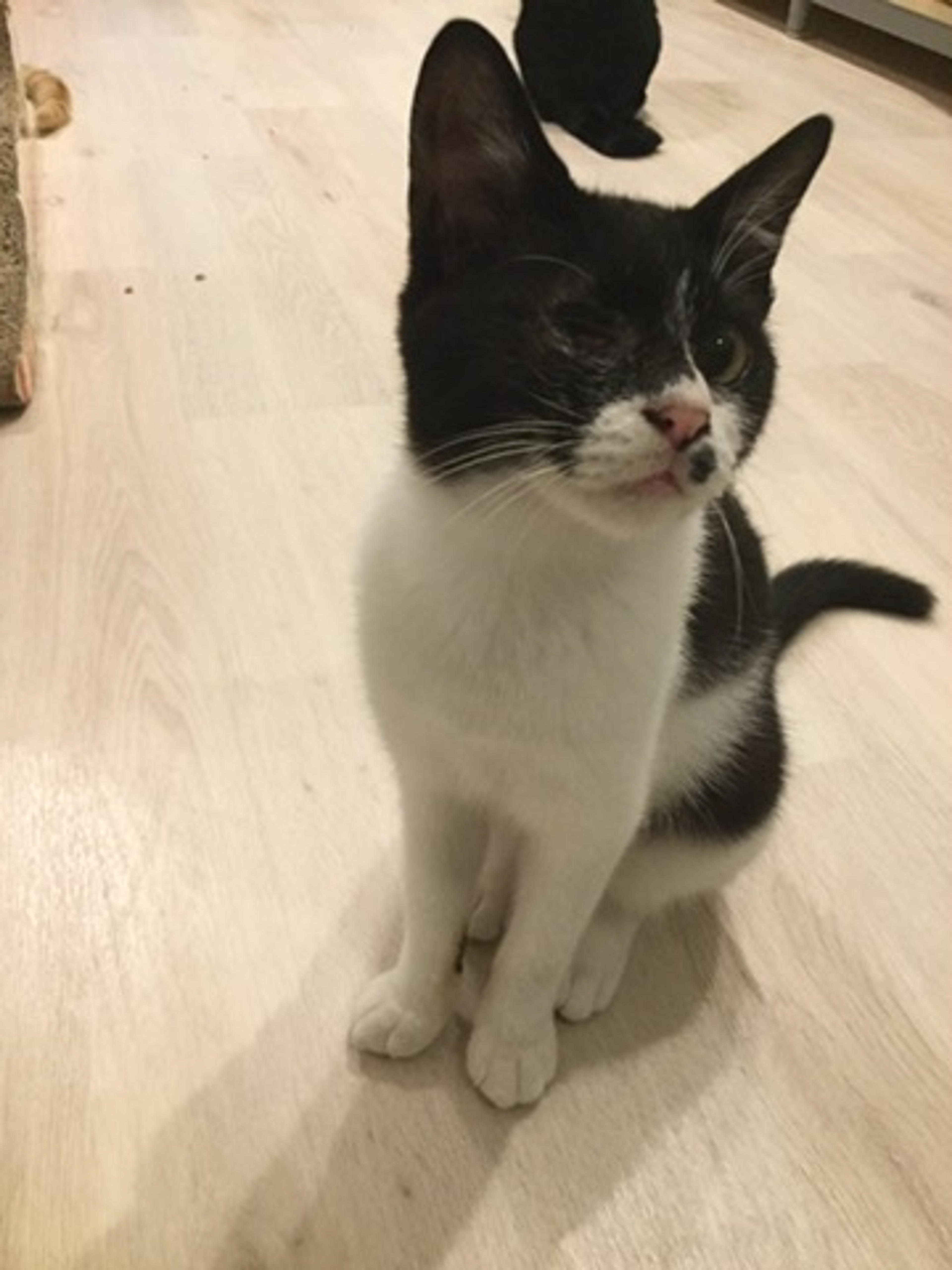 pet-image-2