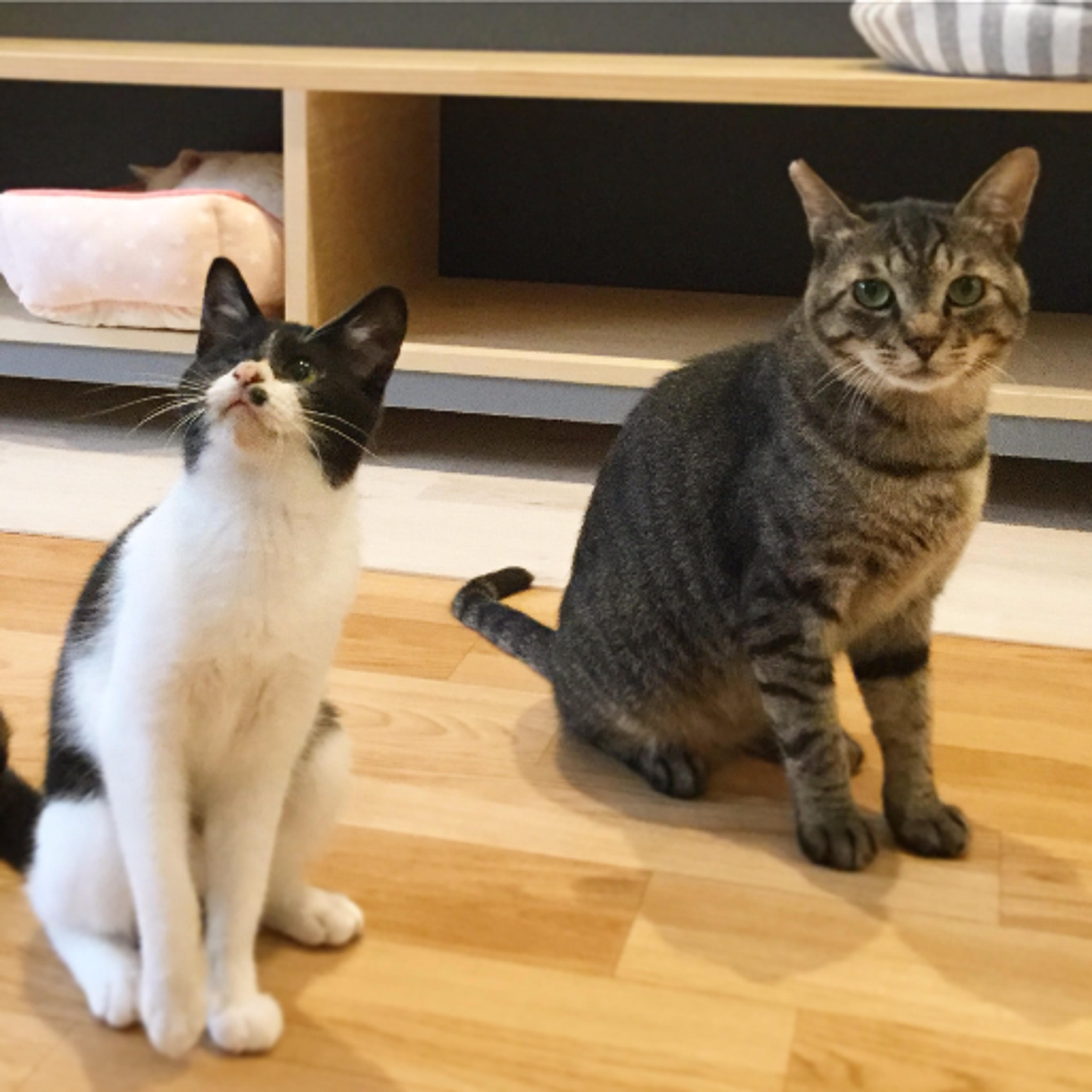 pet-image-3