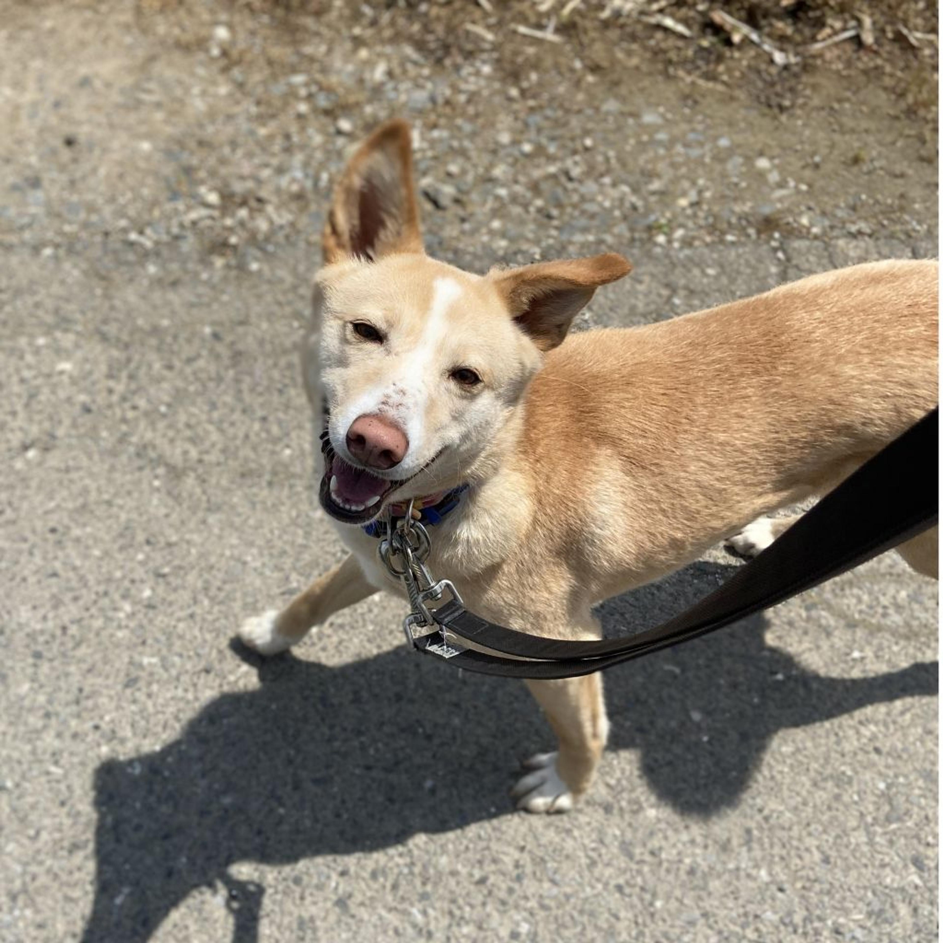 pet-image-2