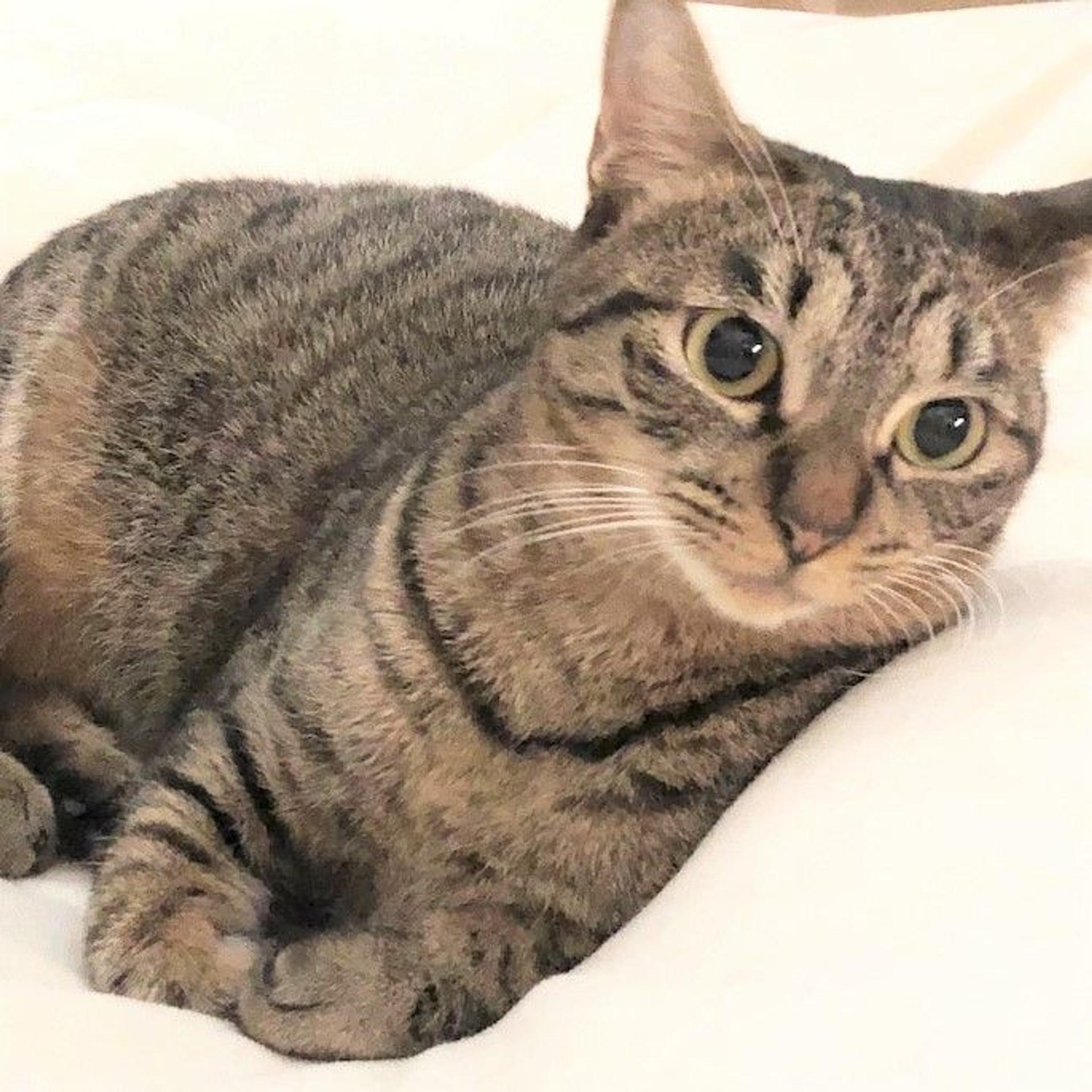 pet-image-2