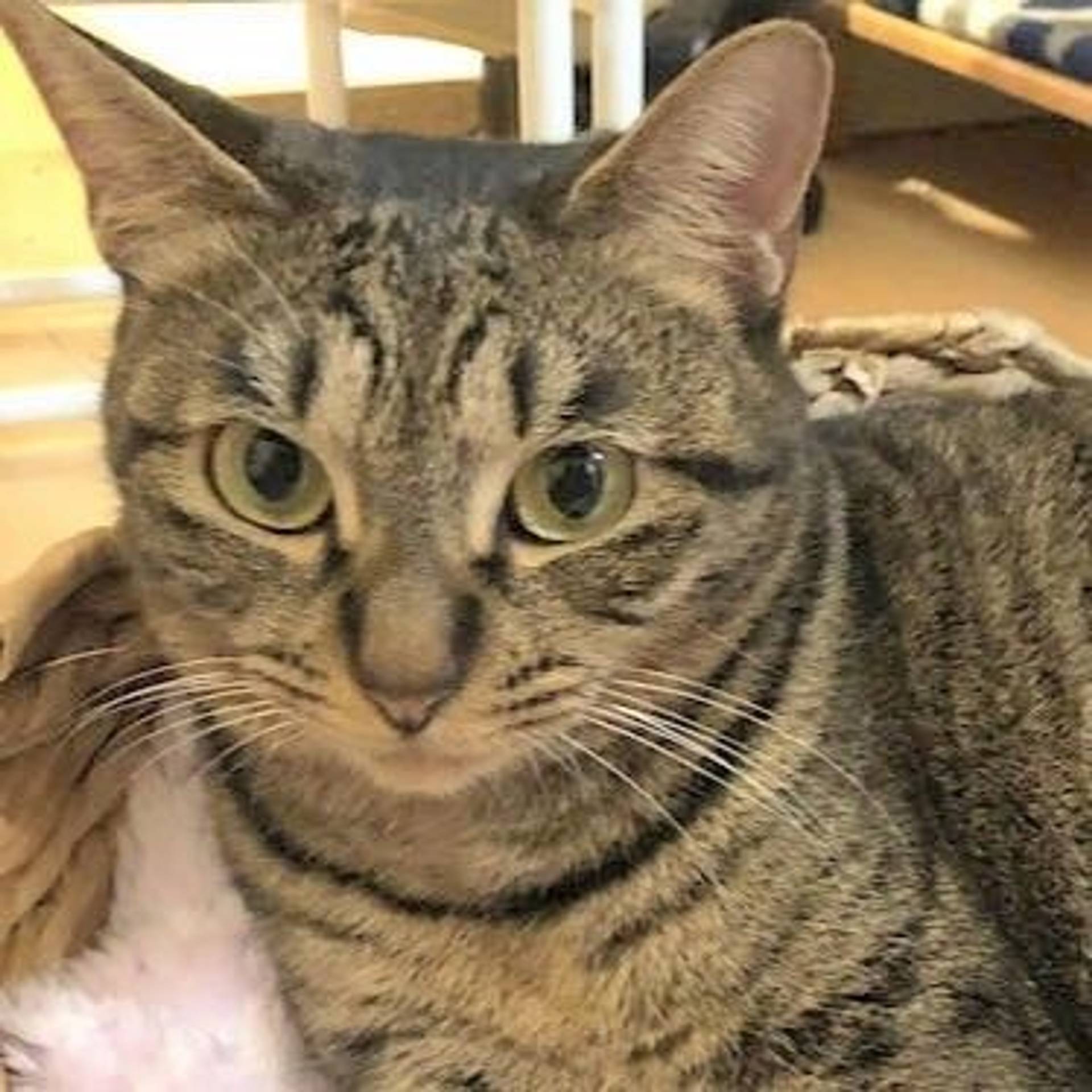 雑種（ミックス猫）・メスの里親募集の写真