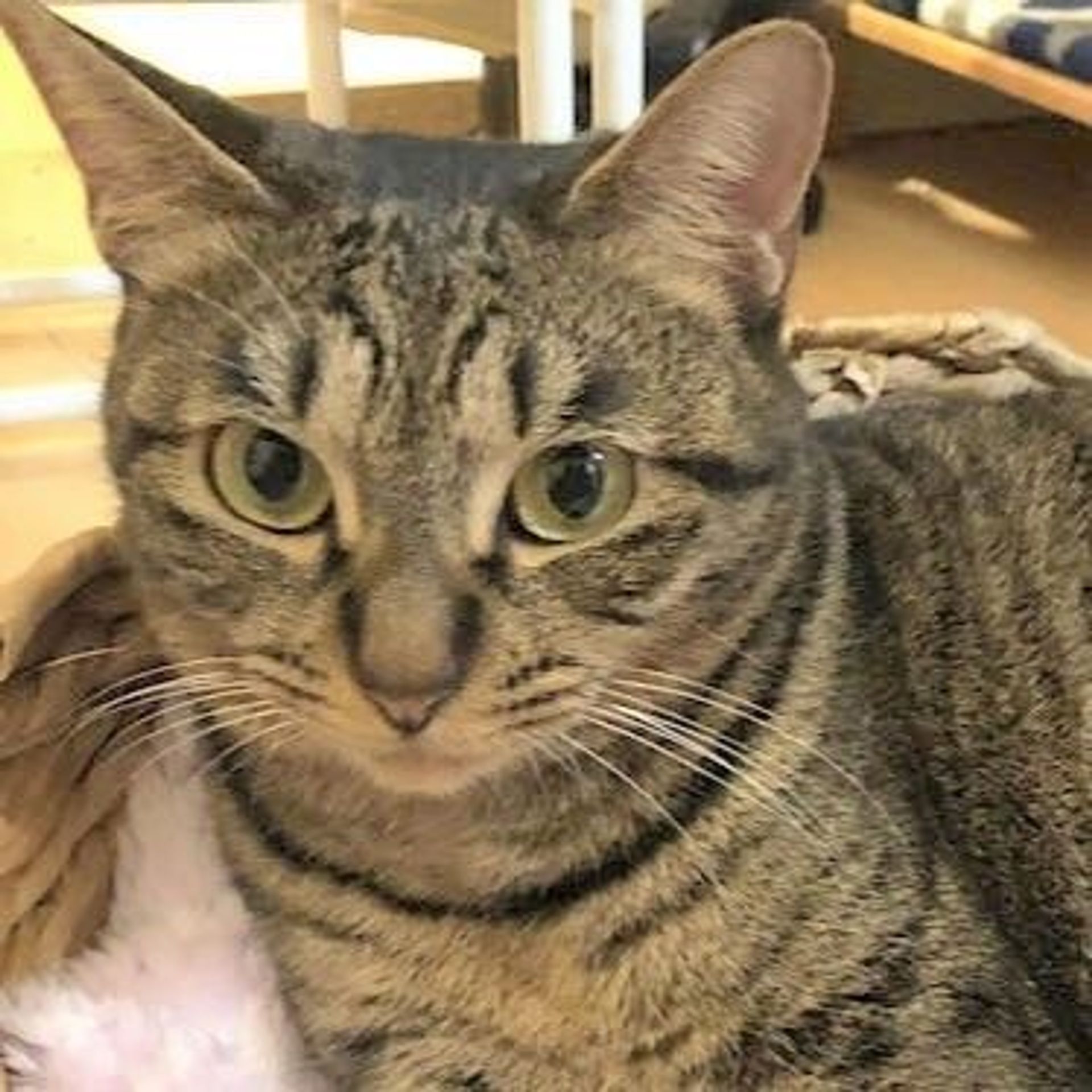 雑種（ミックス猫）・メスの里親募集の写真