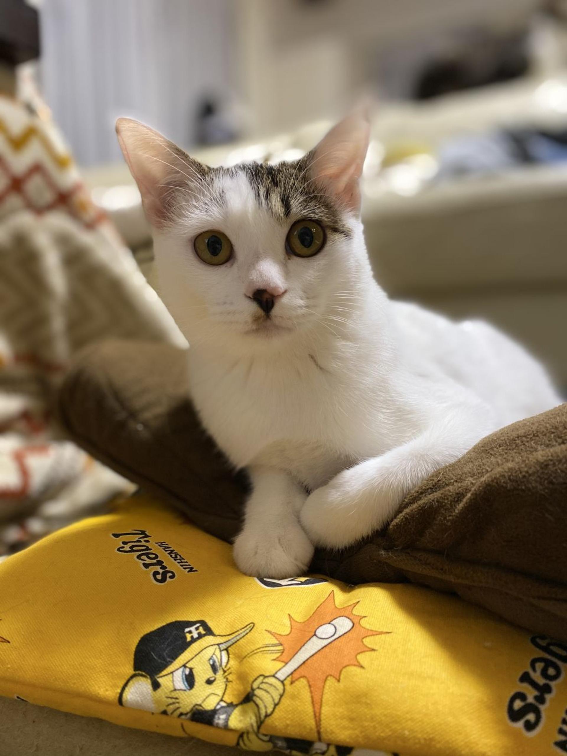 pet-image-2