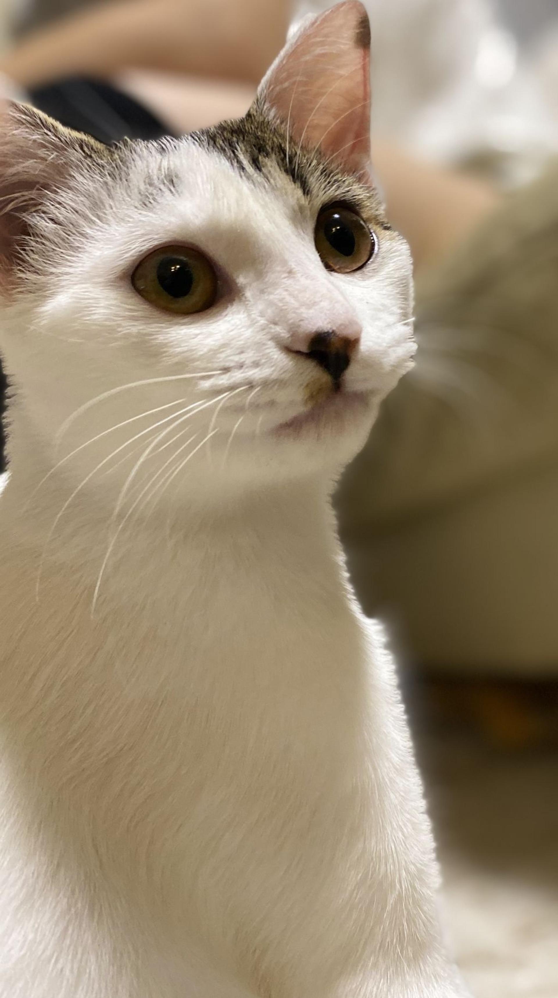 pet-image-3