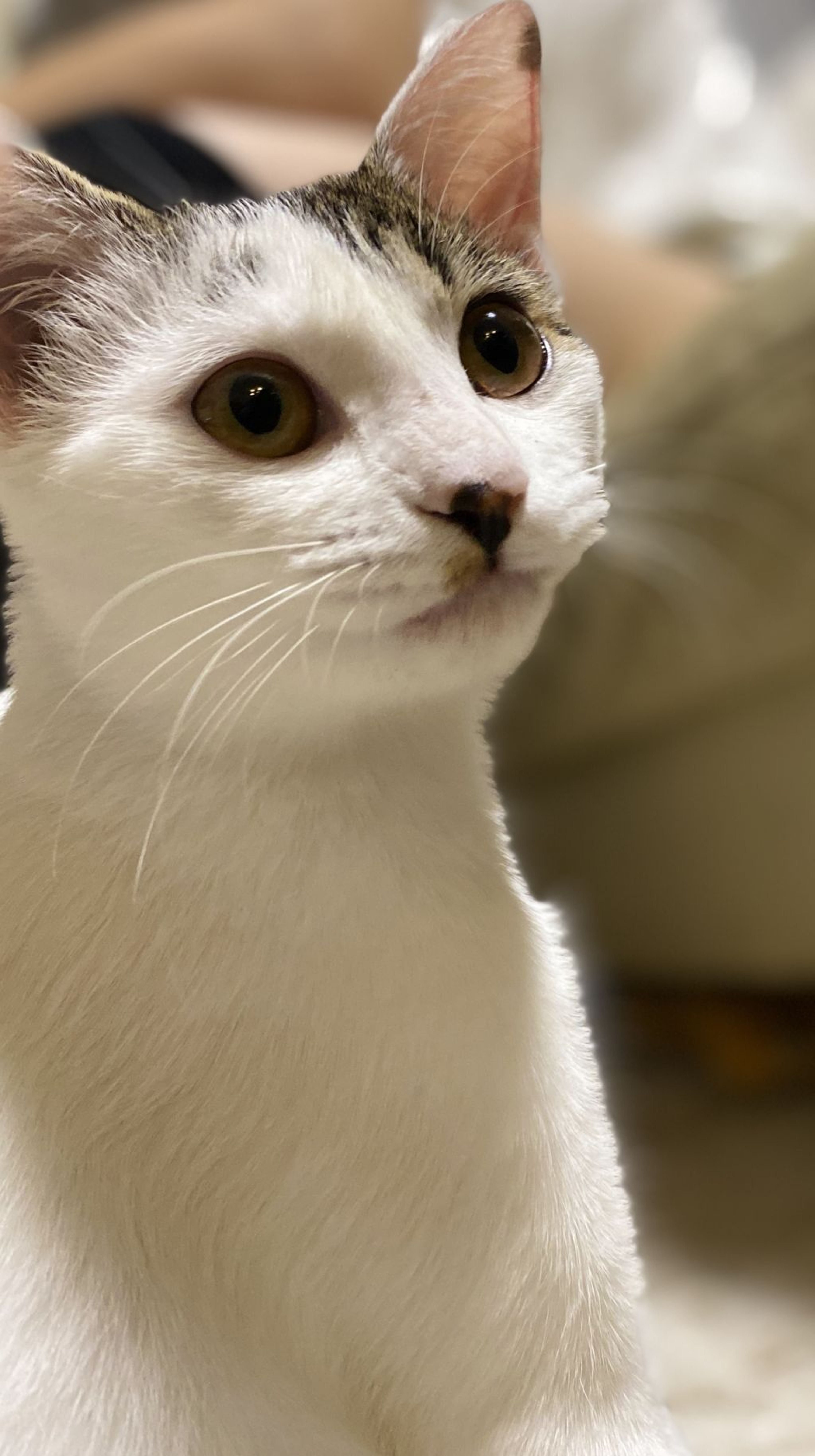 pet-image-3