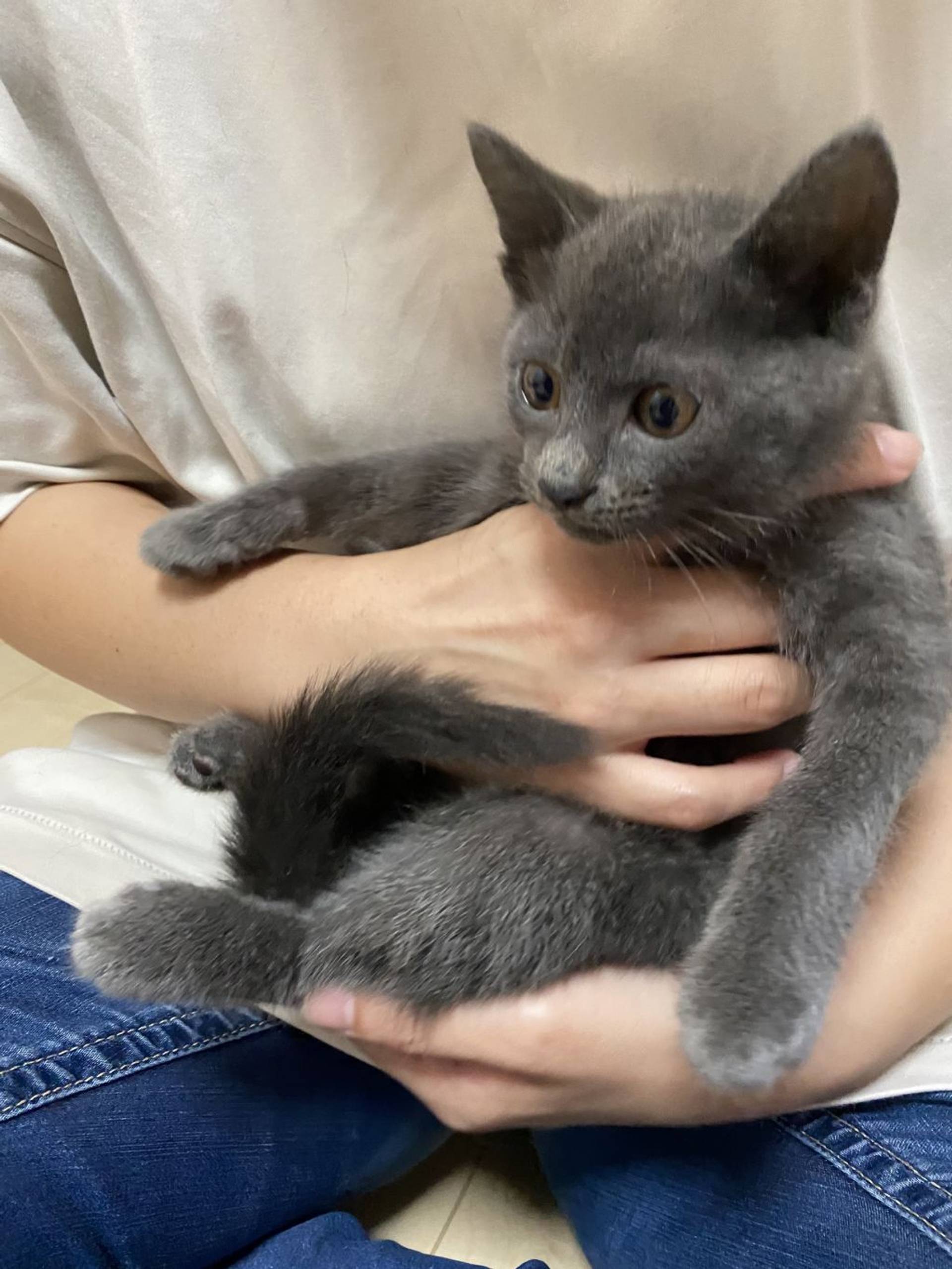 雑種（ミックス猫）・オスの里親募集の写真