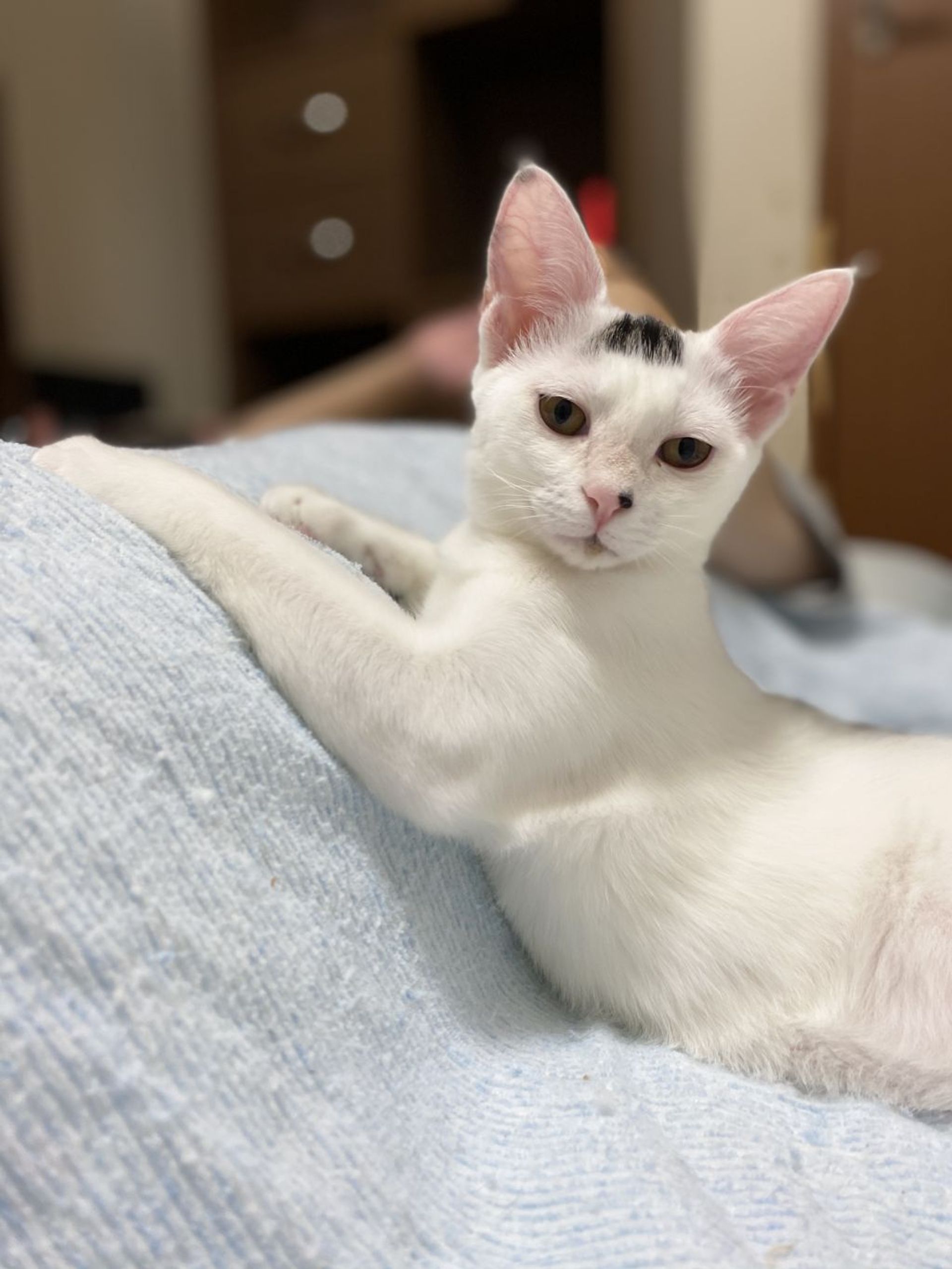 雑種（ミックス猫）・メスの里親募集の写真