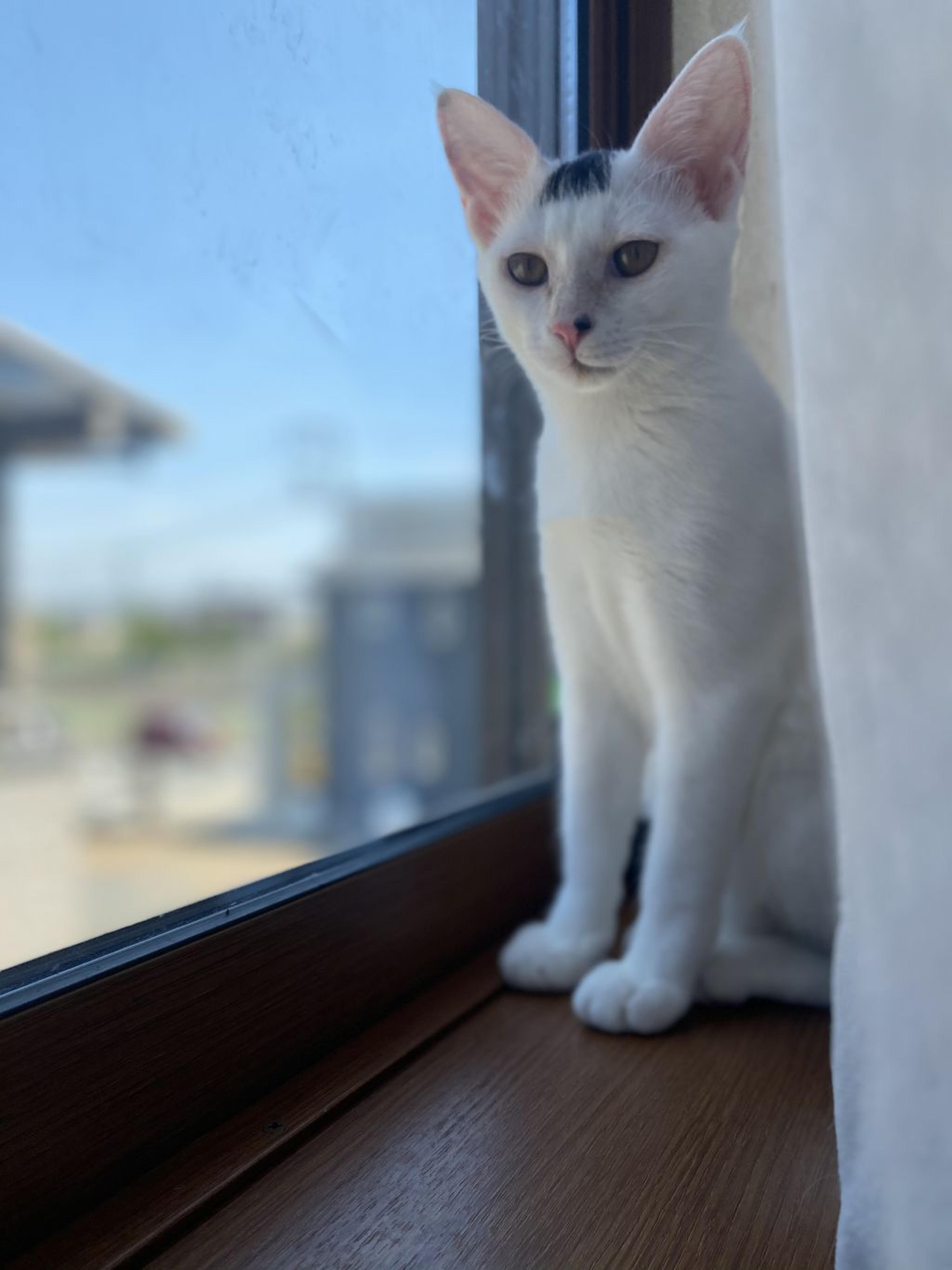 pet-image-3