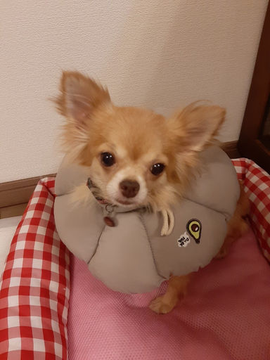 ゼリーの写真
