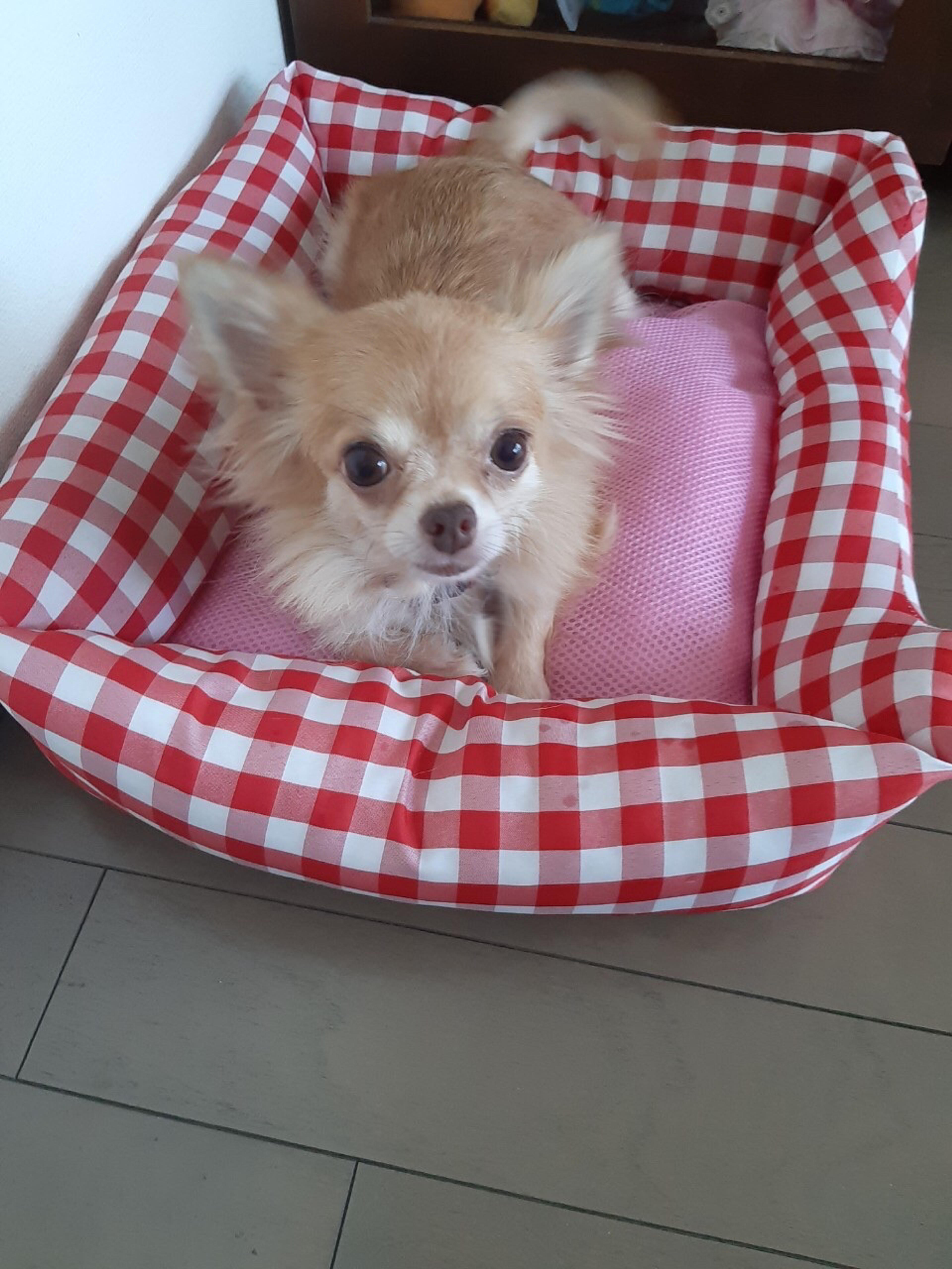 pet-image-2