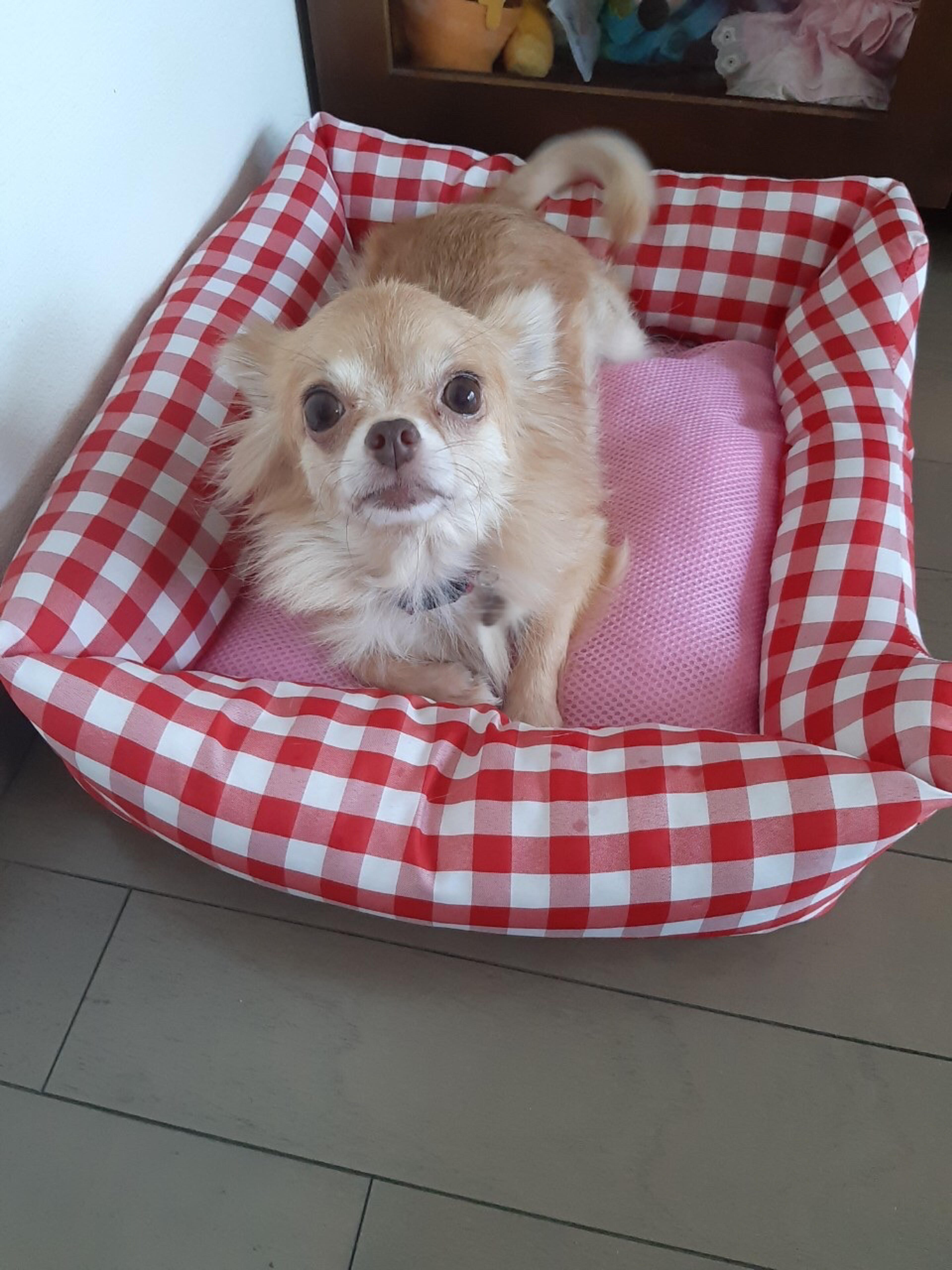 pet-image-3