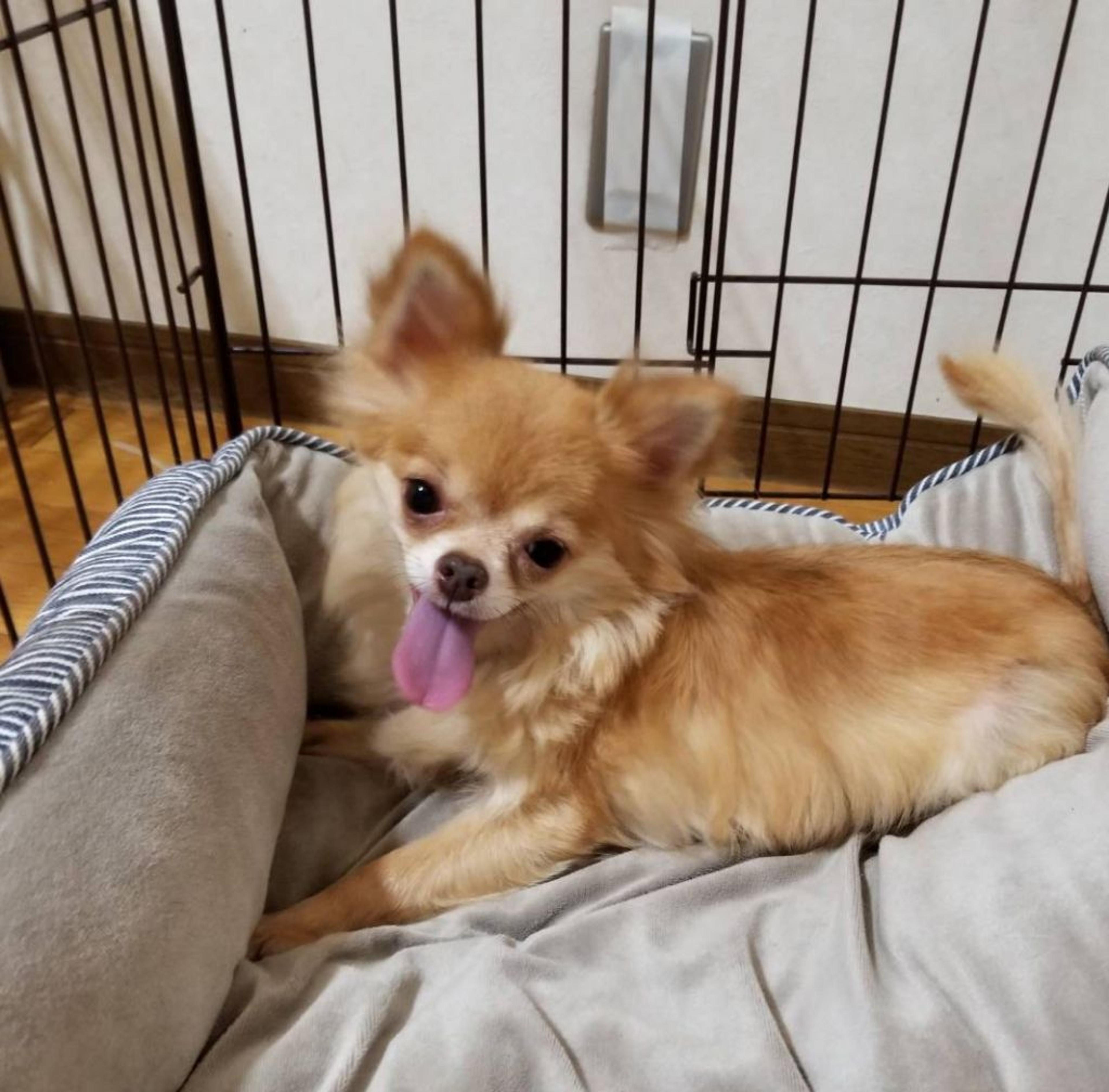 pet-image-4
