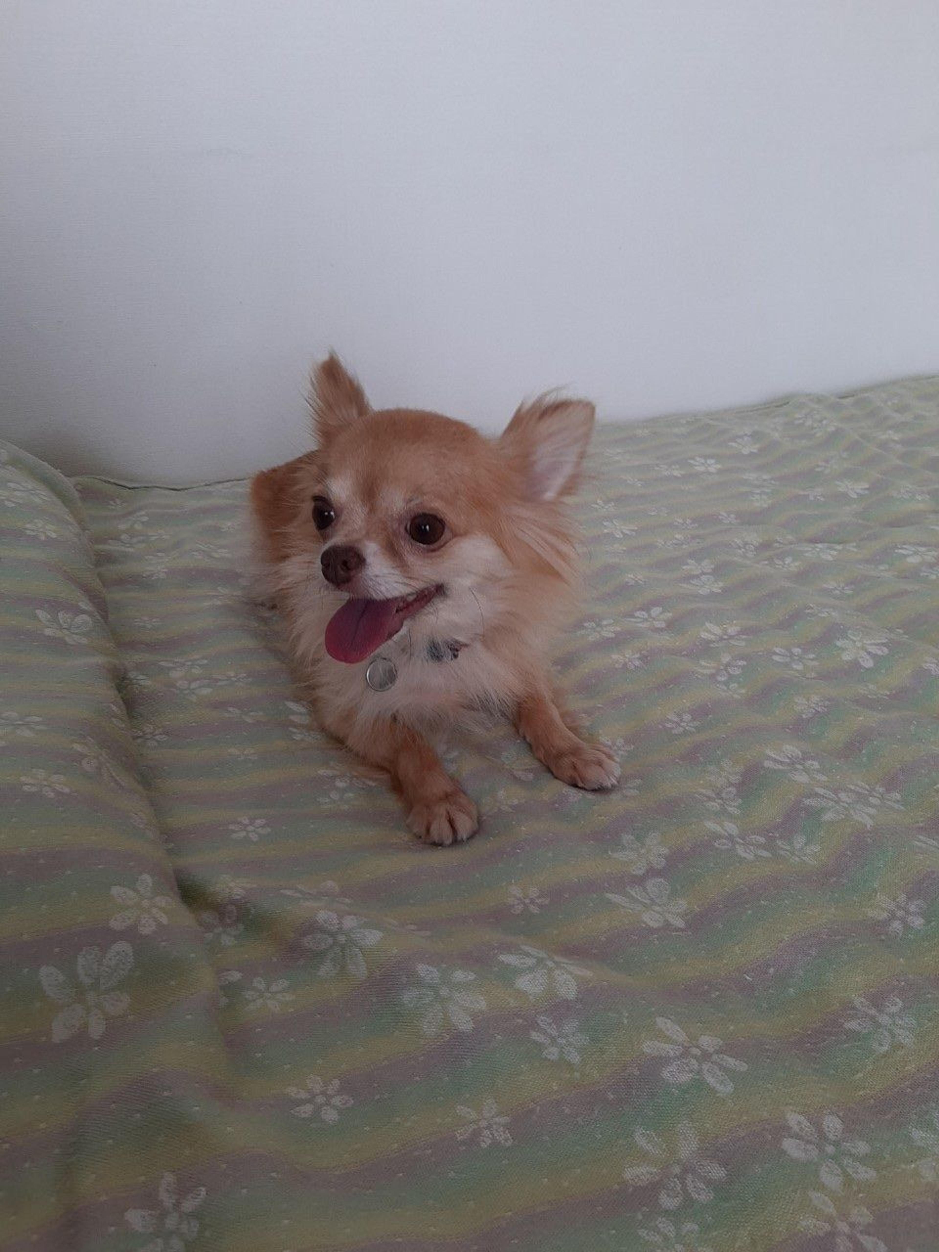 pet-image-5