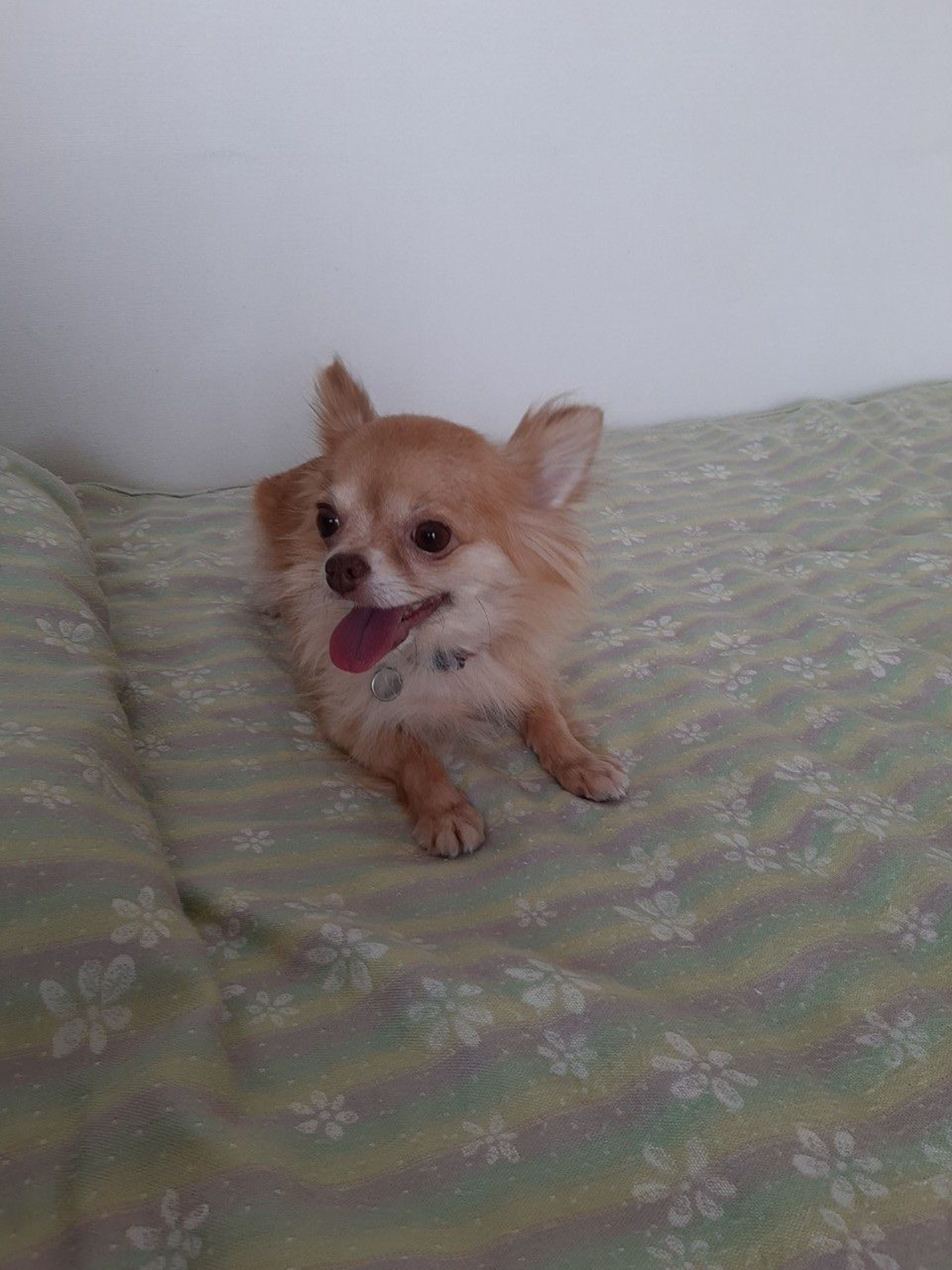 pet-image-5