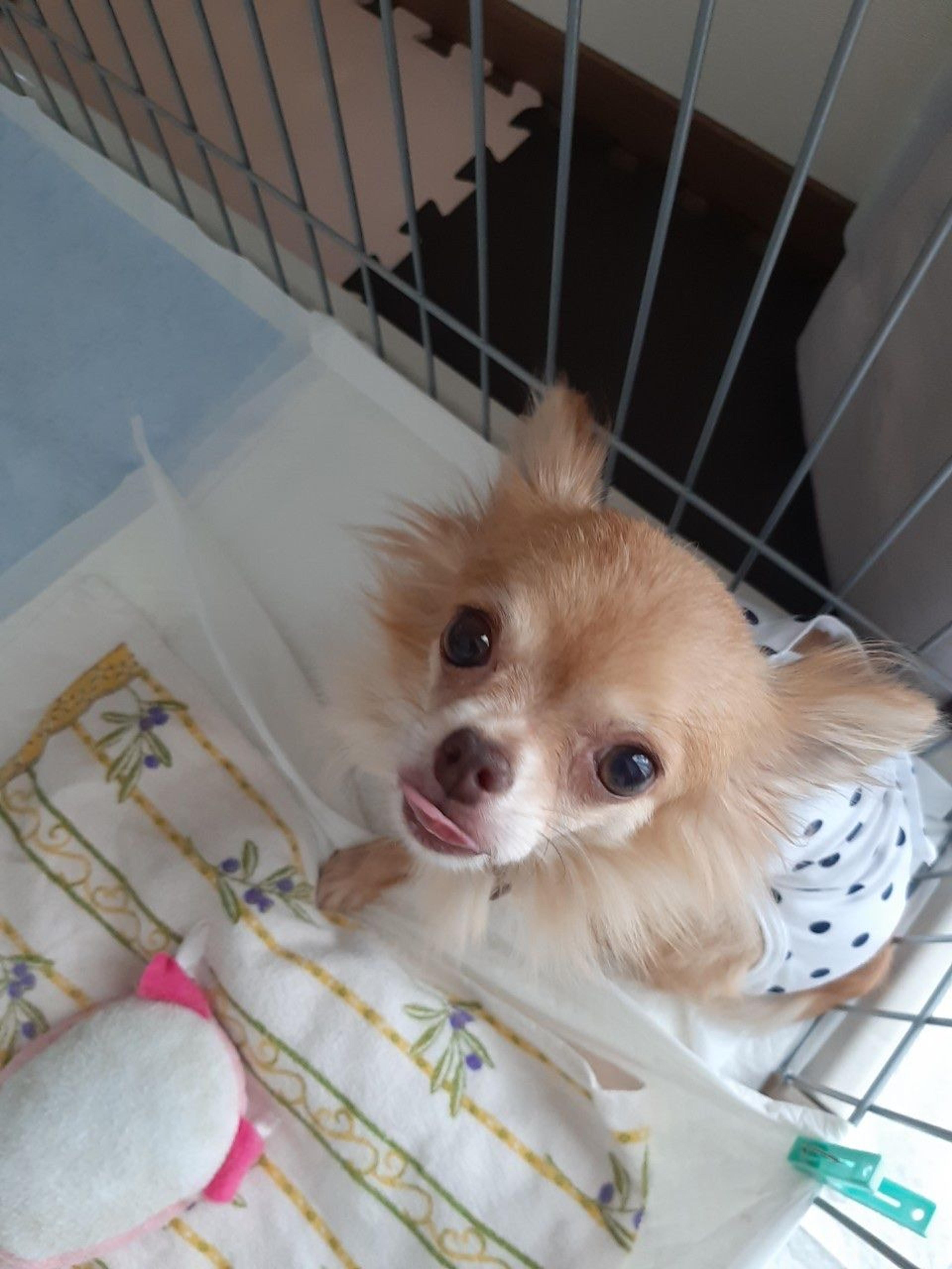 pet-image-6