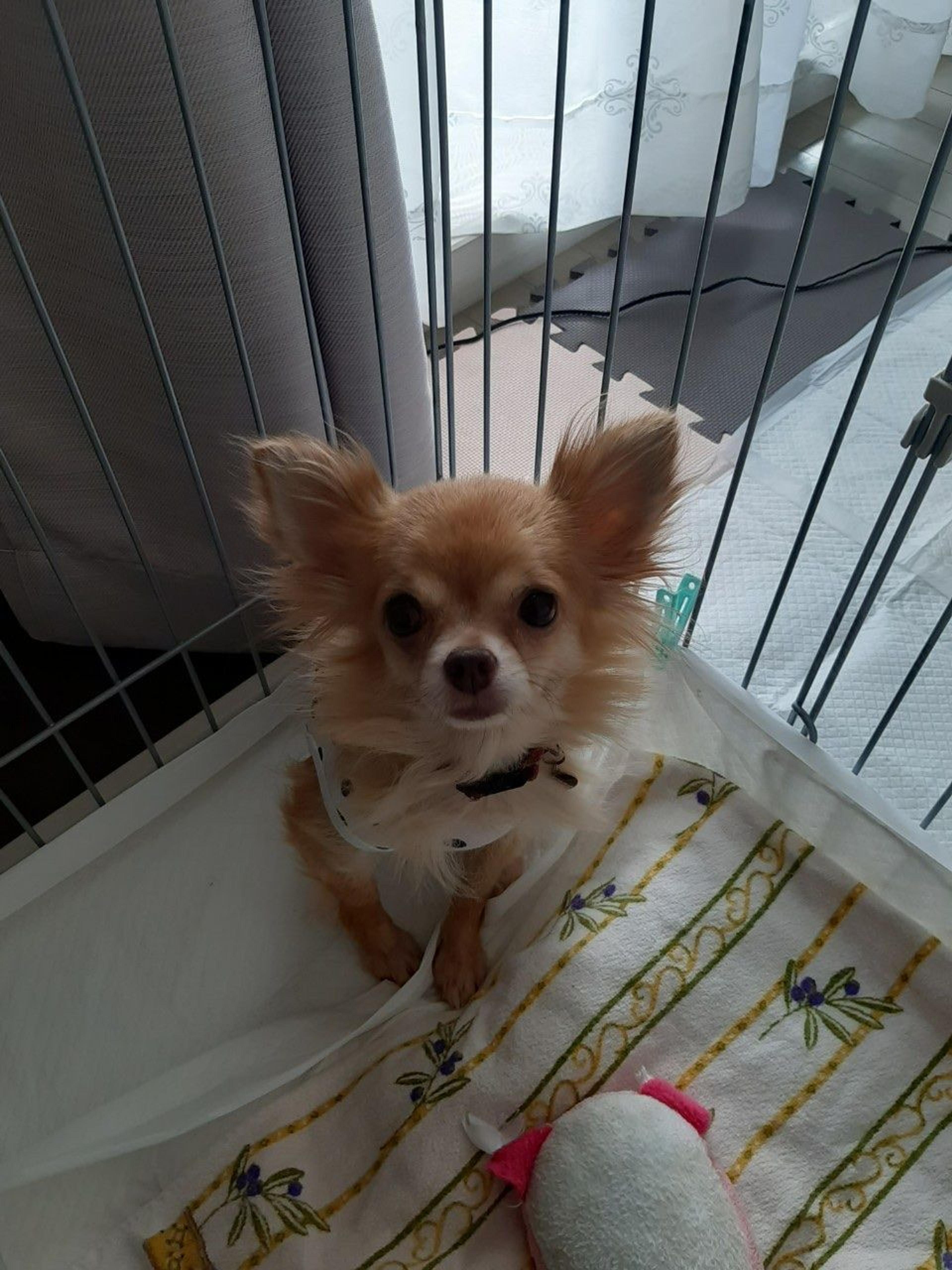 pet-image-7