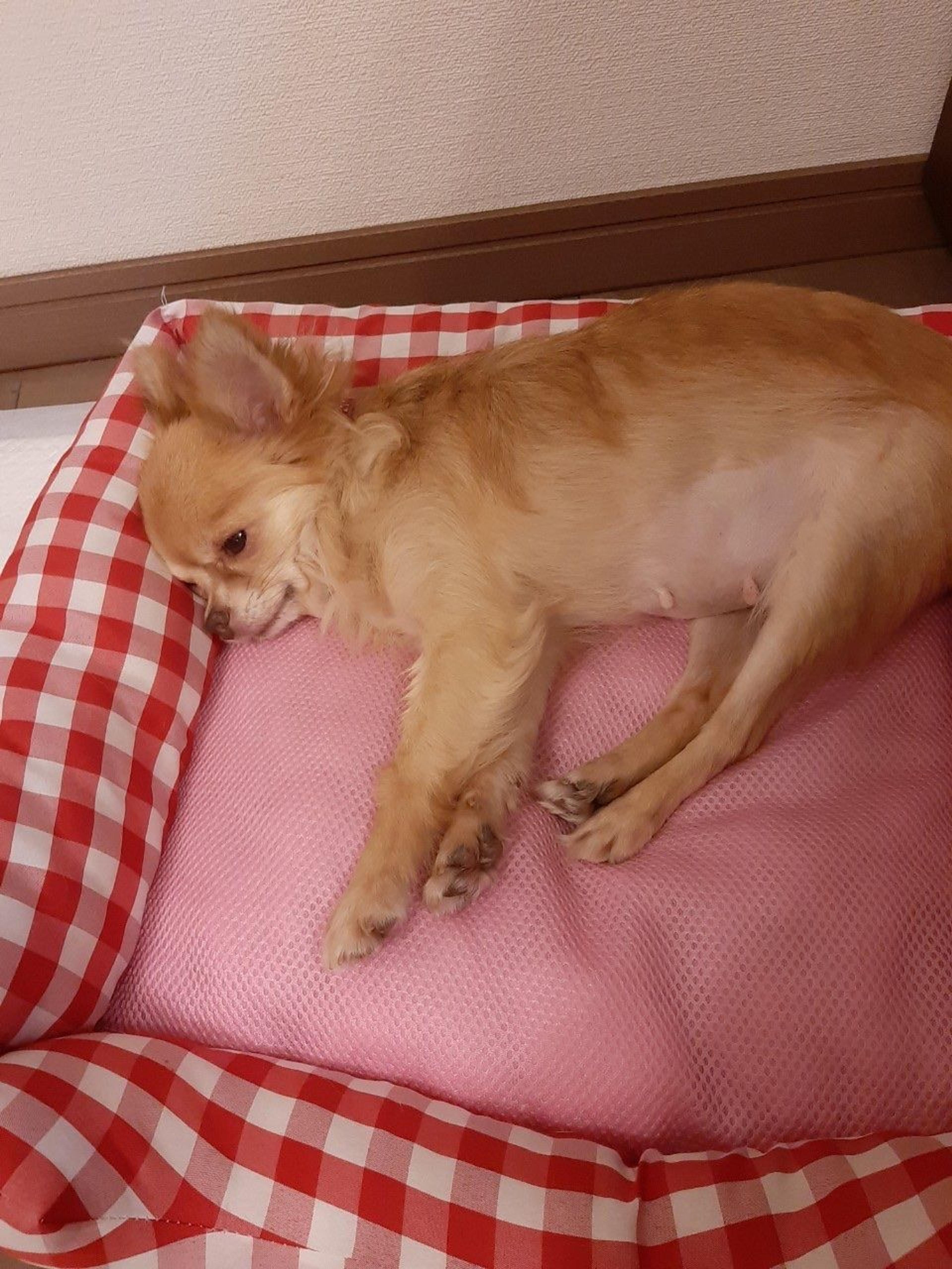 pet-image-8