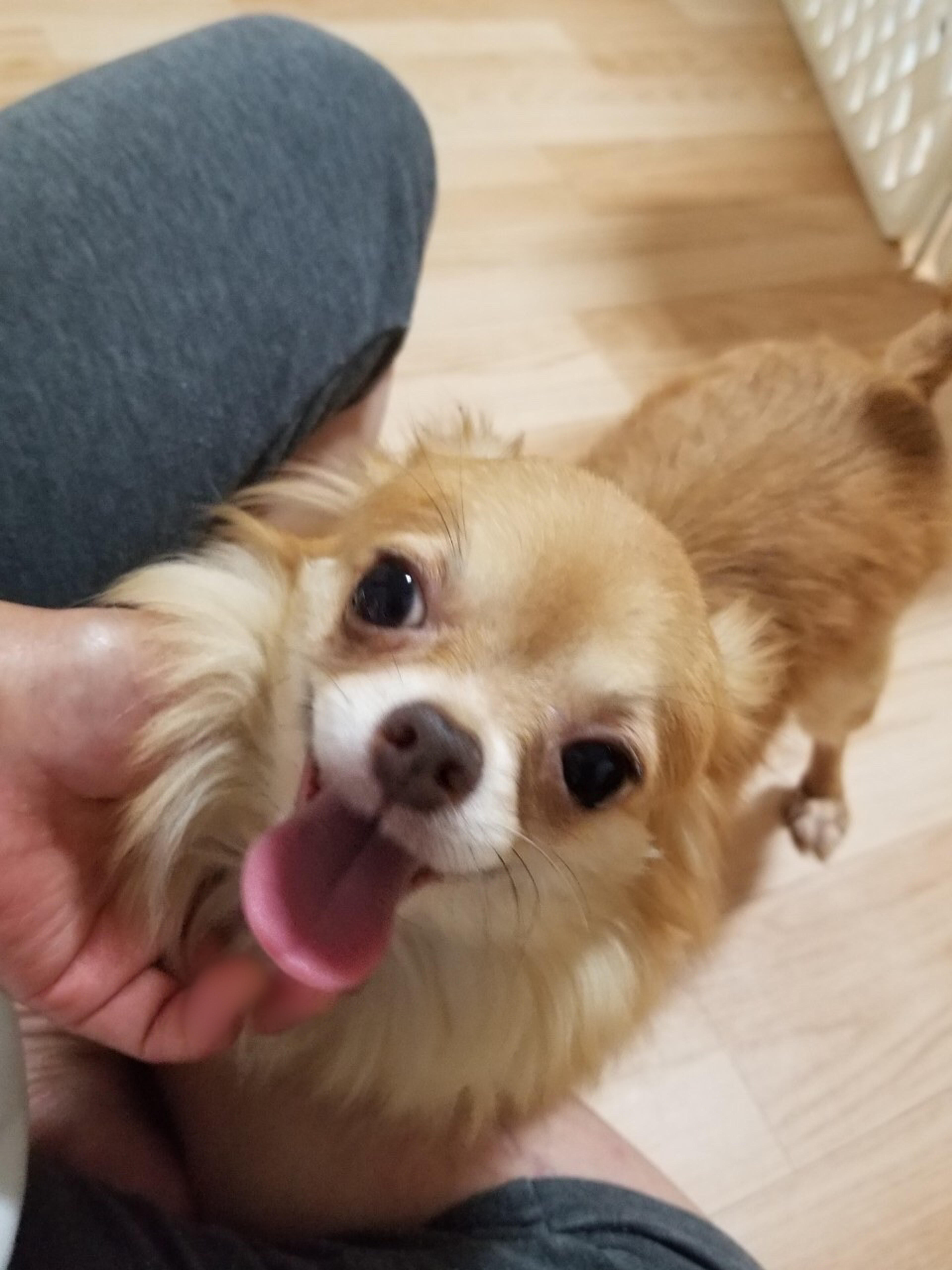 pet-image-9