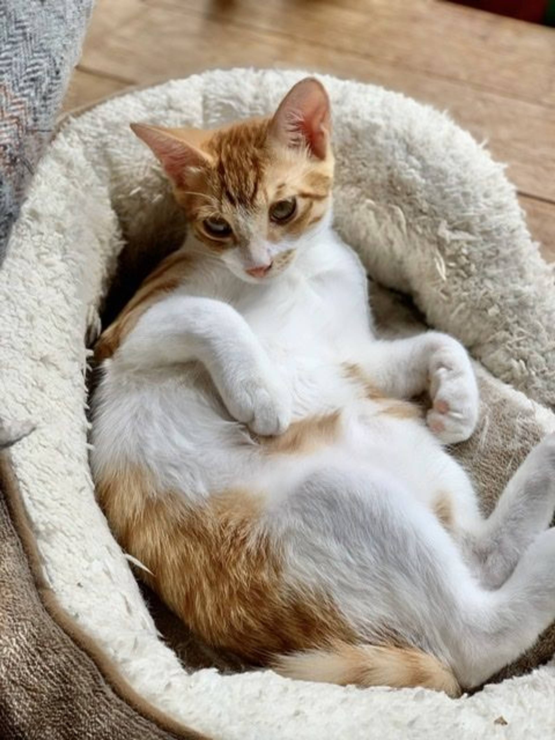 雑種（ミックス猫）・オスの里親募集の写真