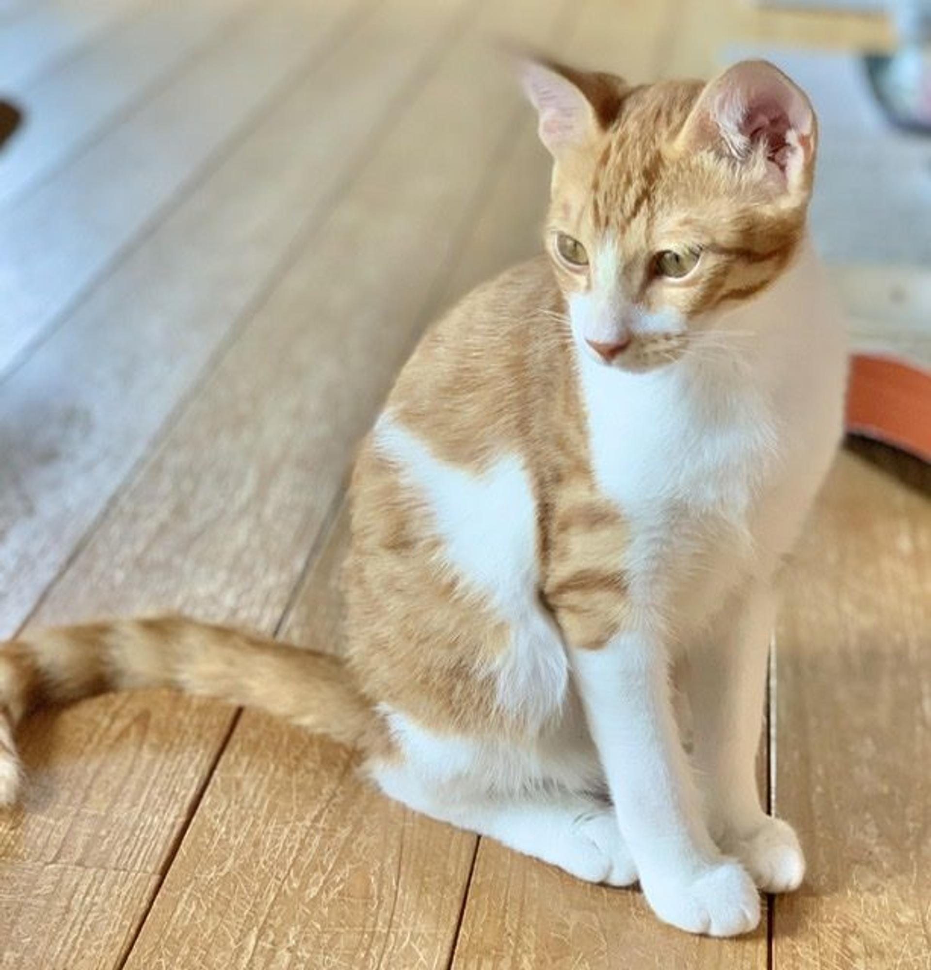 pet-image-3