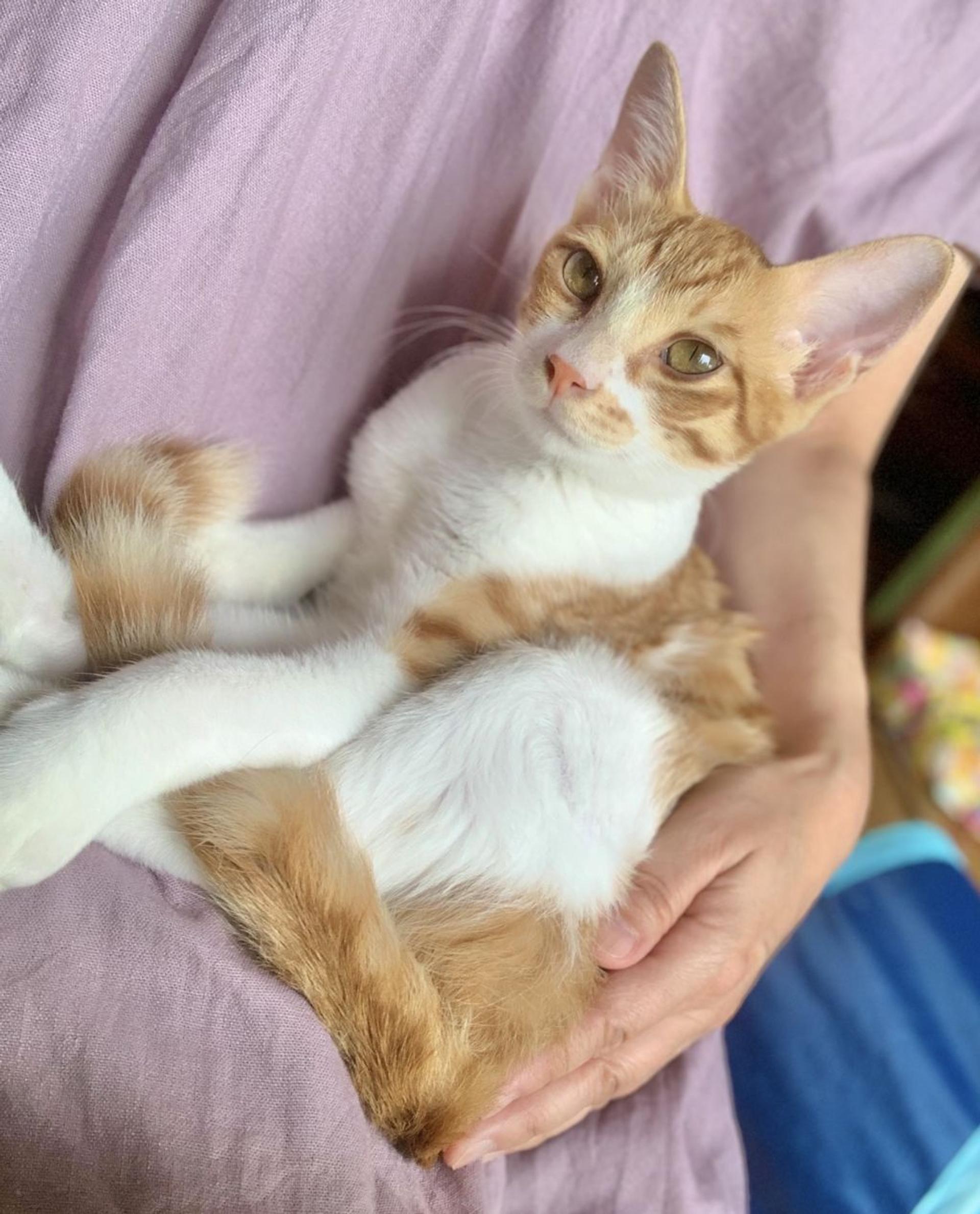 pet-image-4