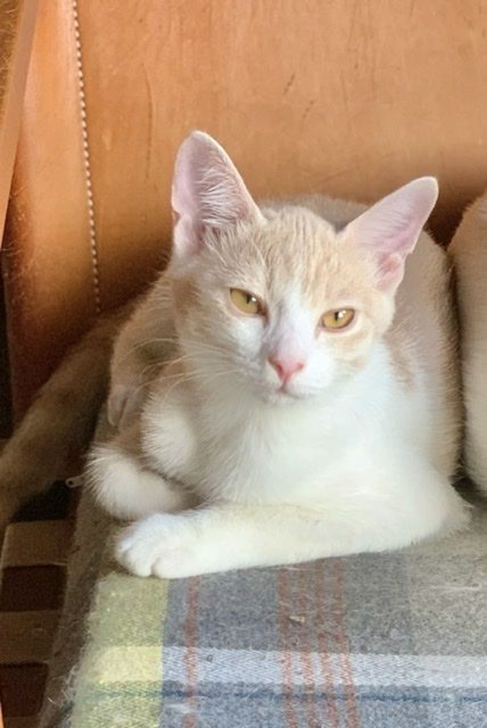 雑種（ミックス猫）・オスの里親募集の写真