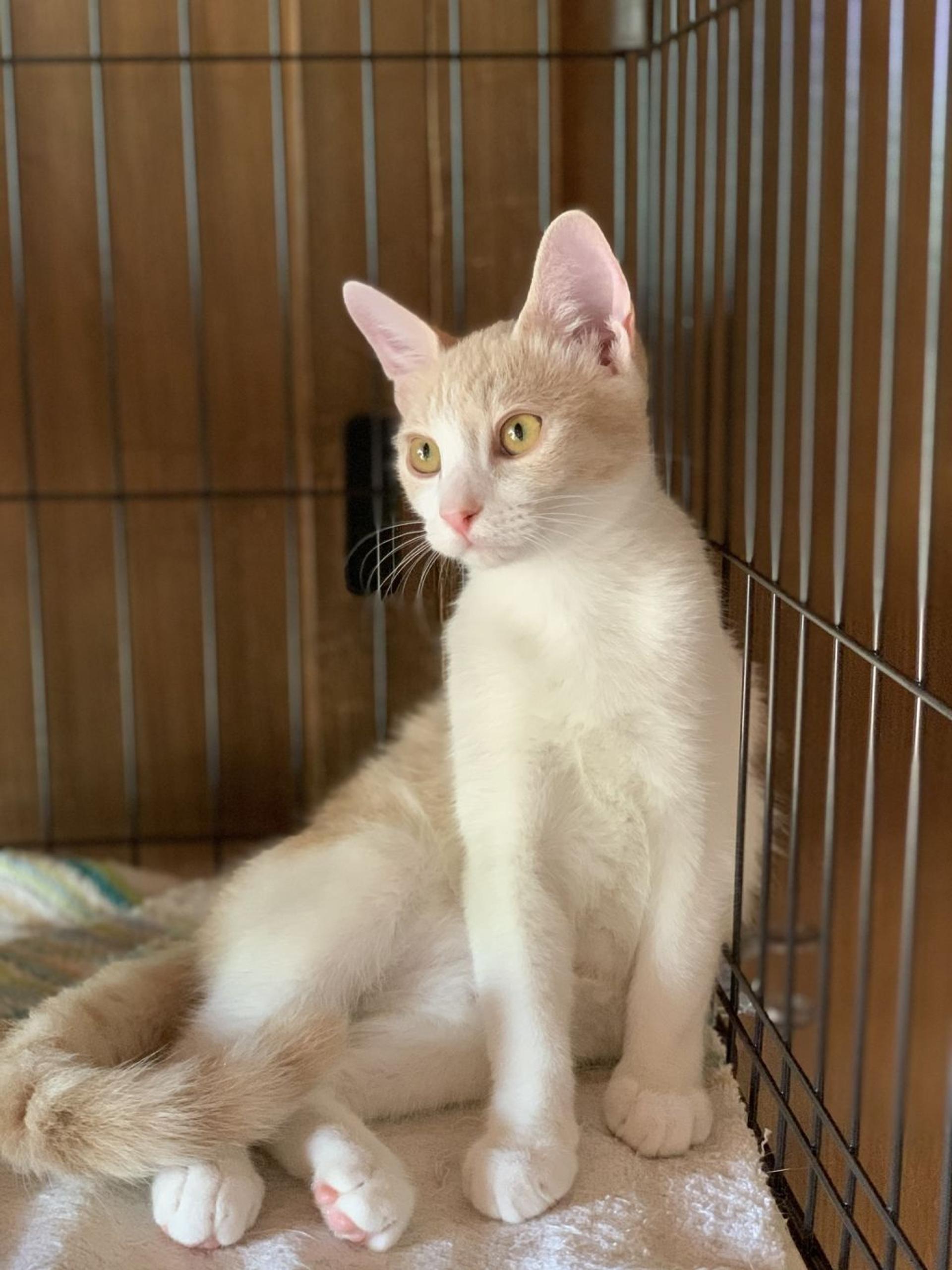 pet-image-2