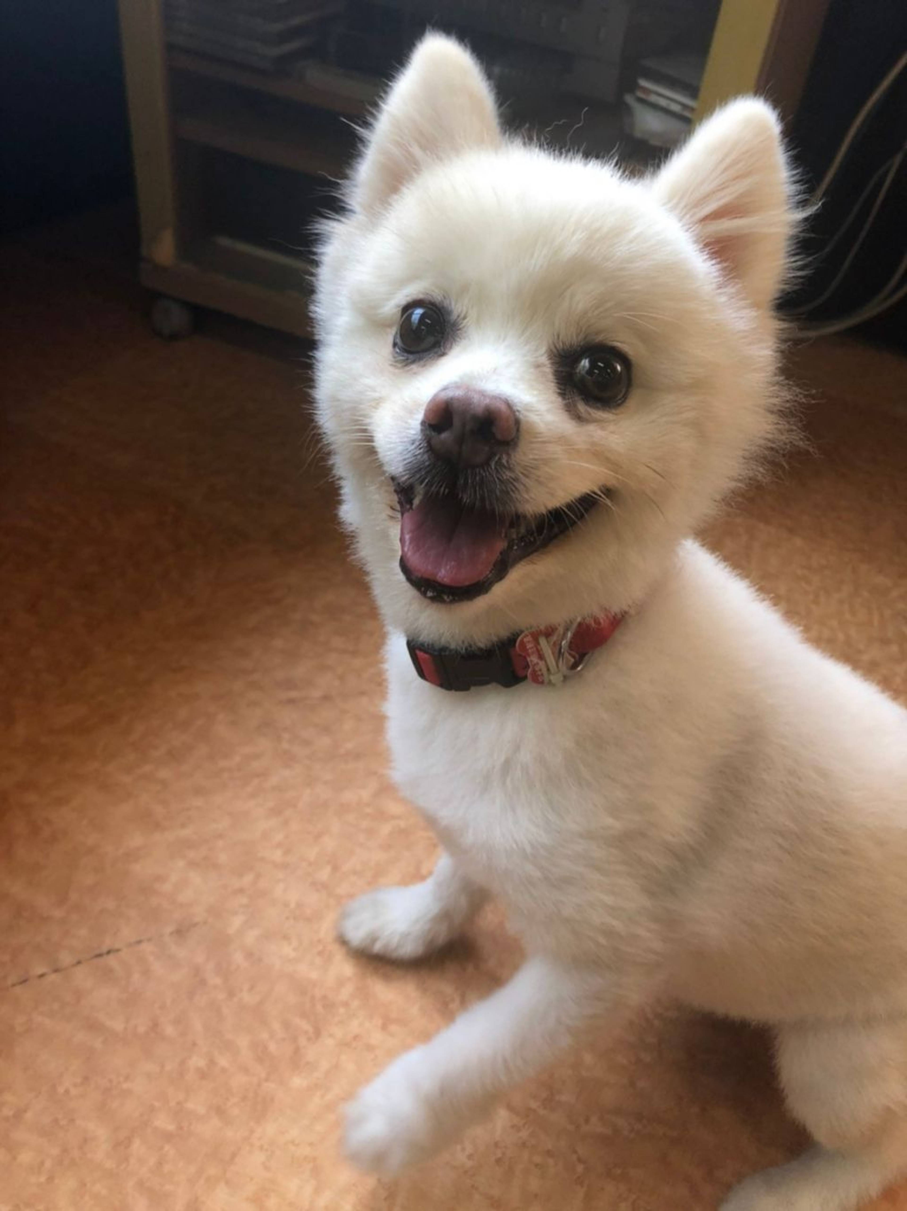 雑種（ミックス犬）・オスの里親募集の写真