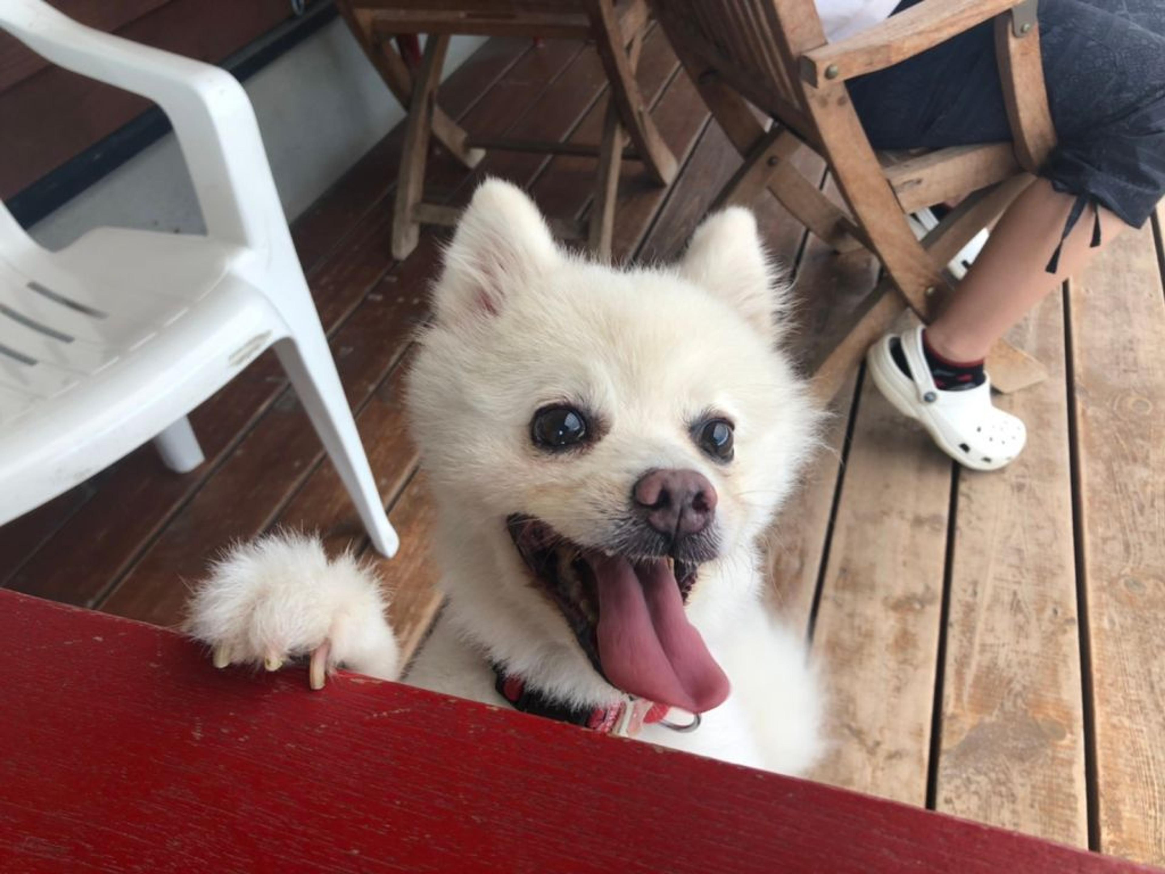 pet-image-2