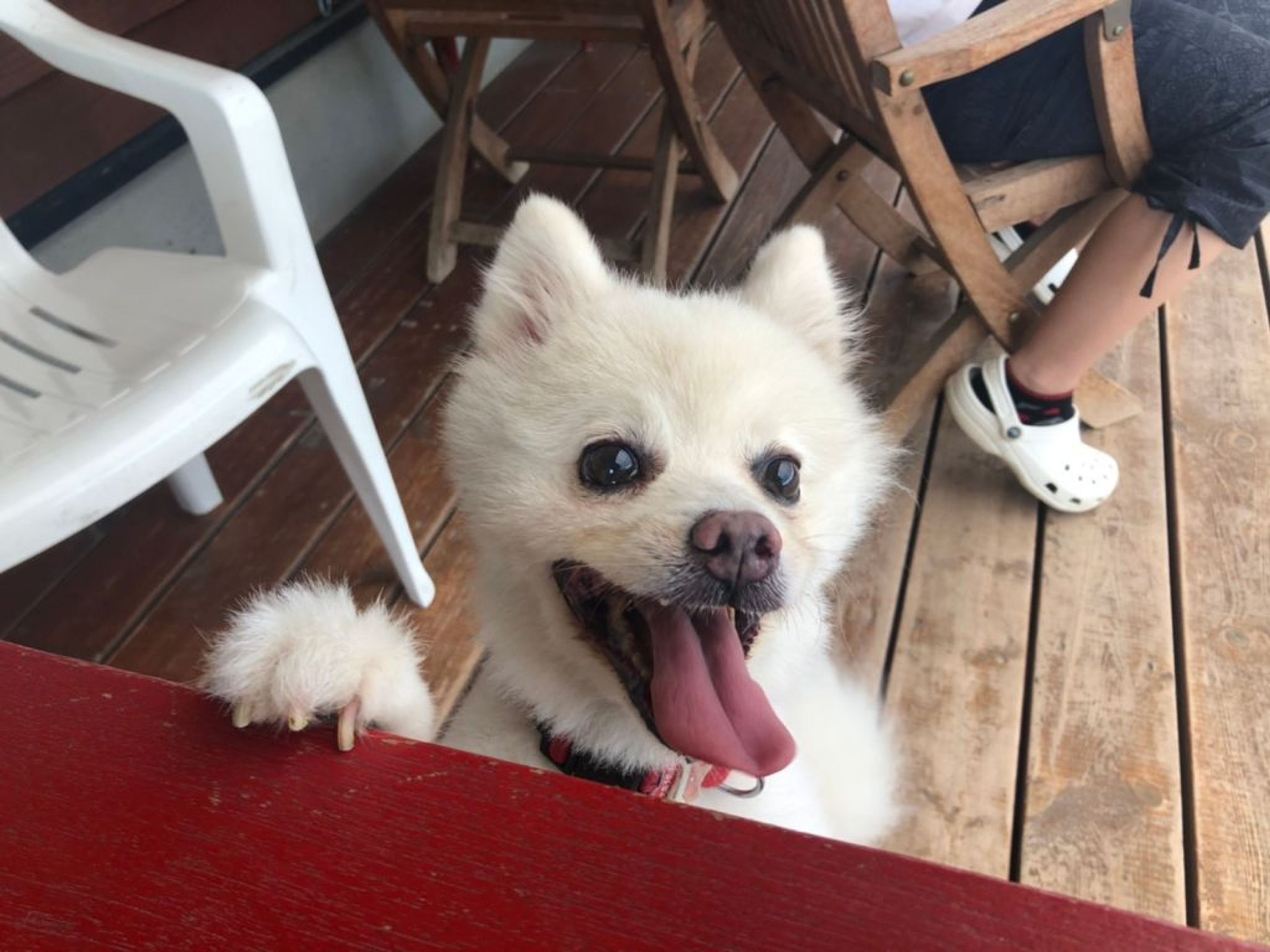 pet-image-2