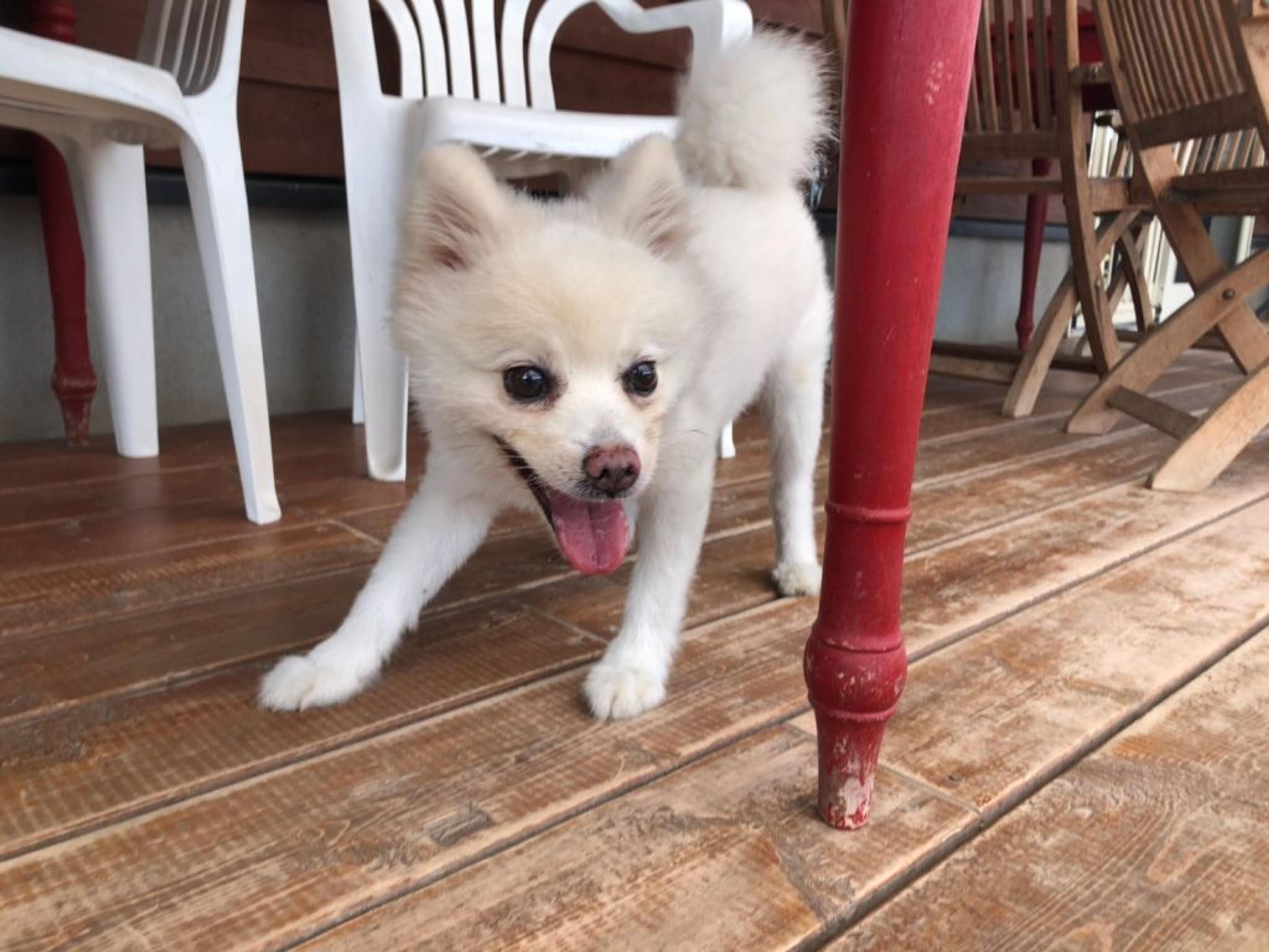 pet-image-3