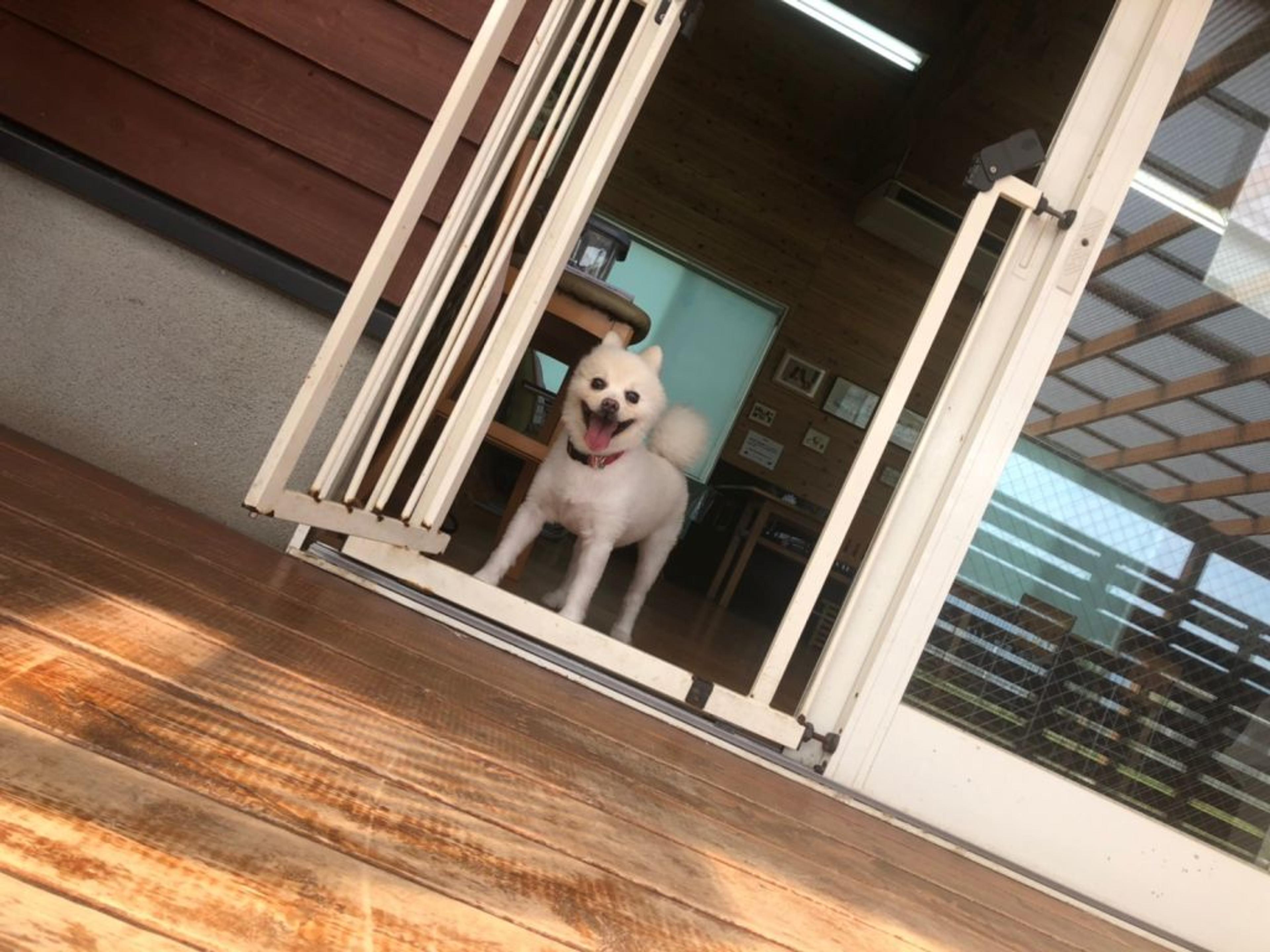 pet-image-4
