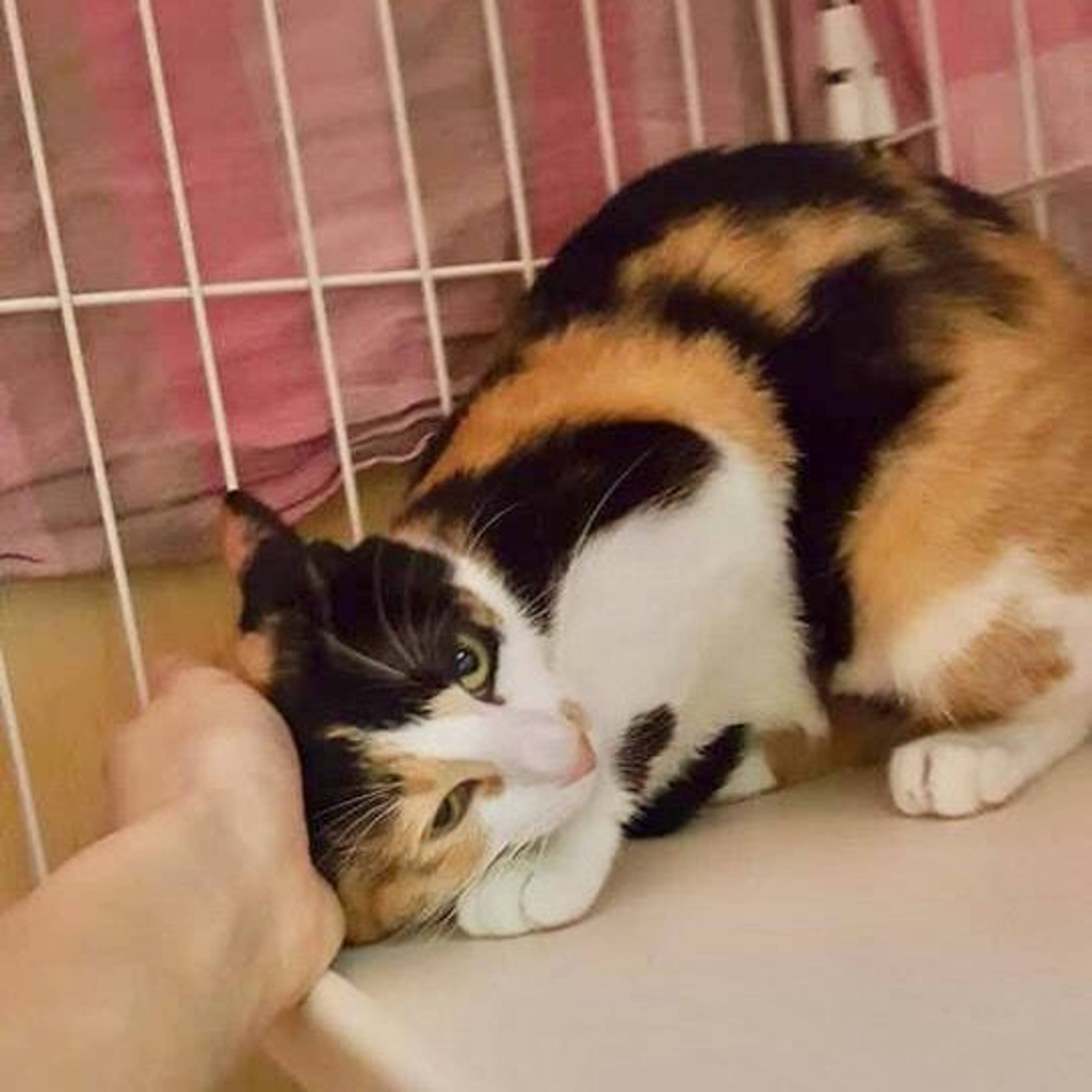 雑種（ミックス猫）・メスの里親募集の写真