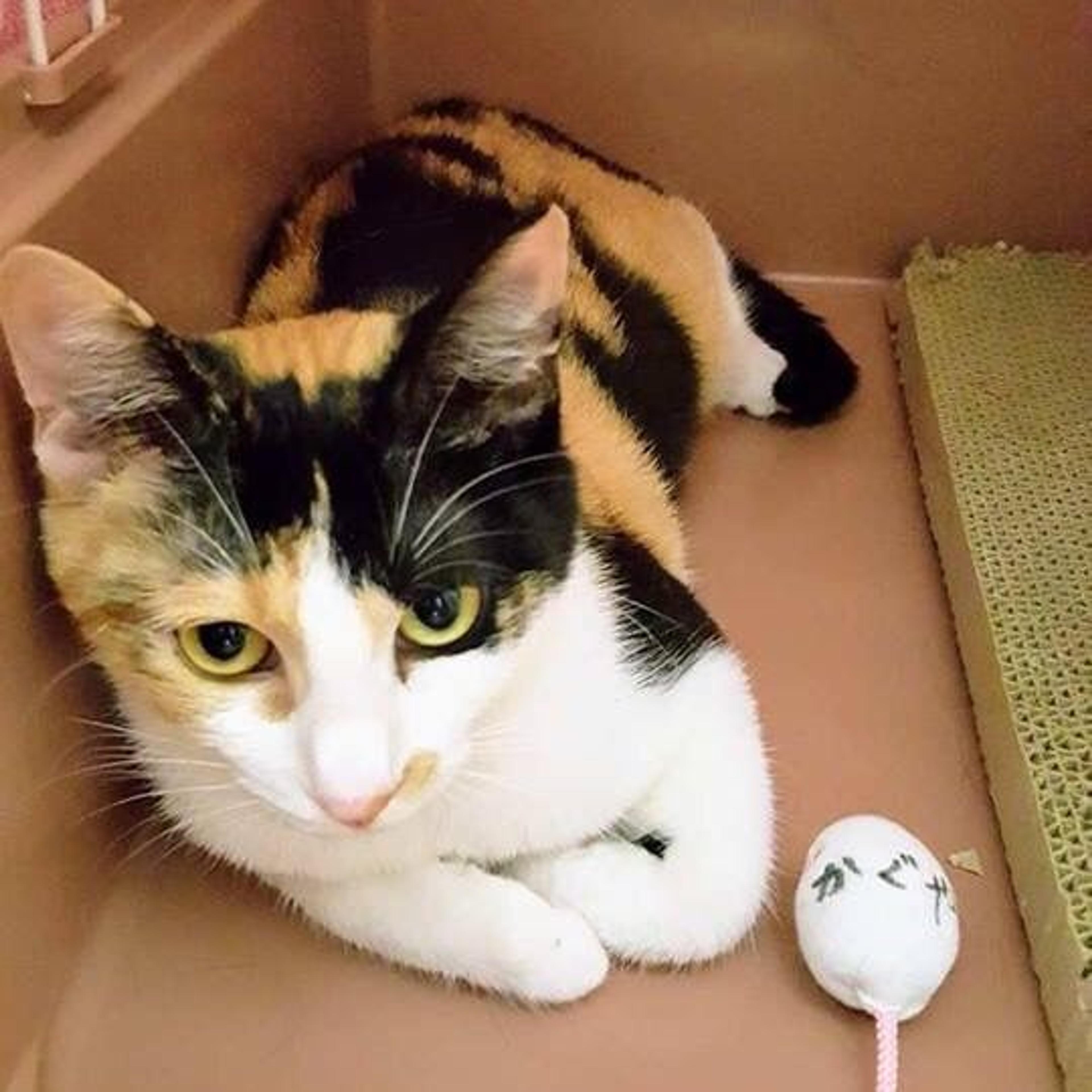 pet-image-2