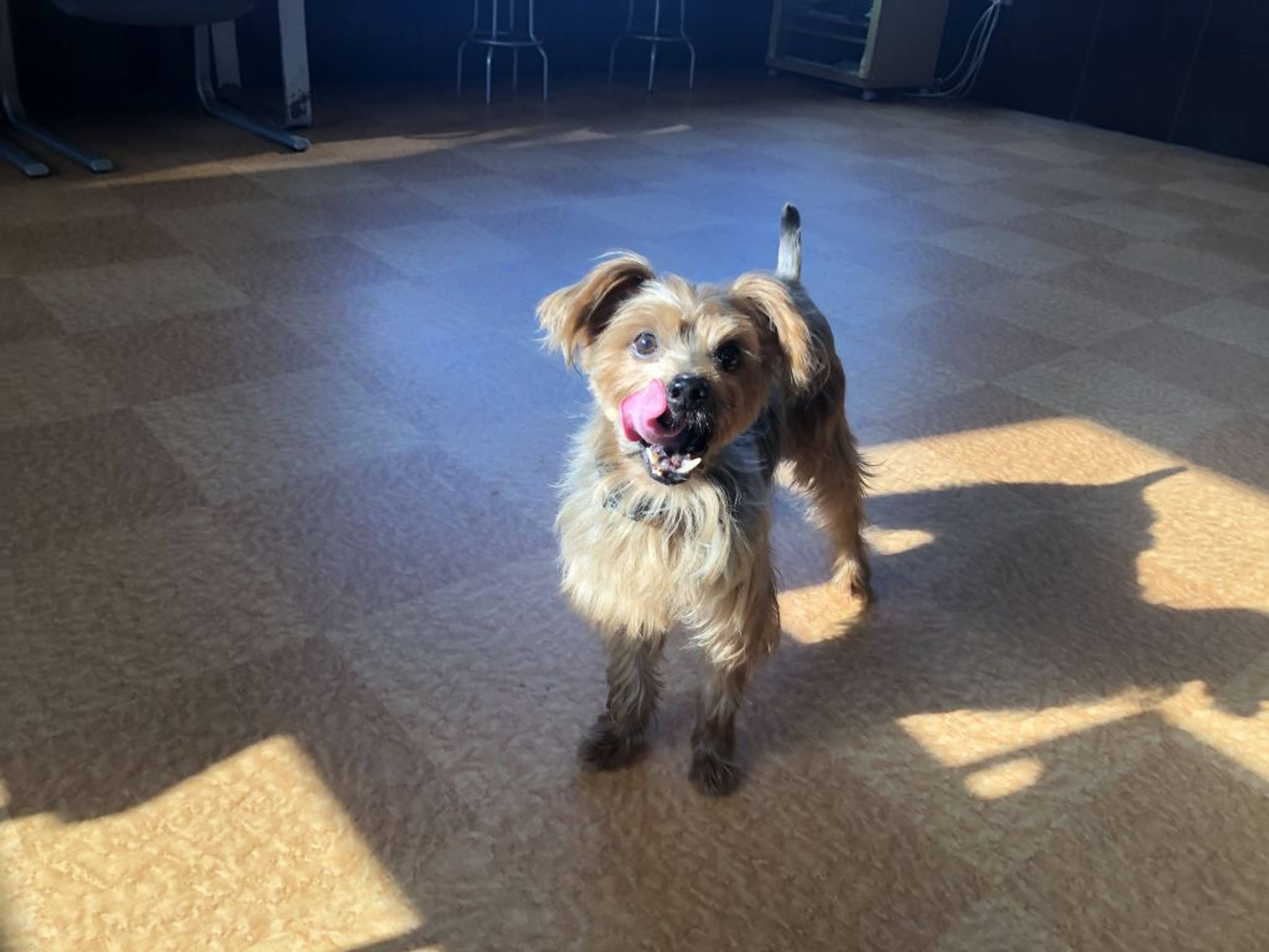 雑種（ミックス犬）・オスの里親募集の写真