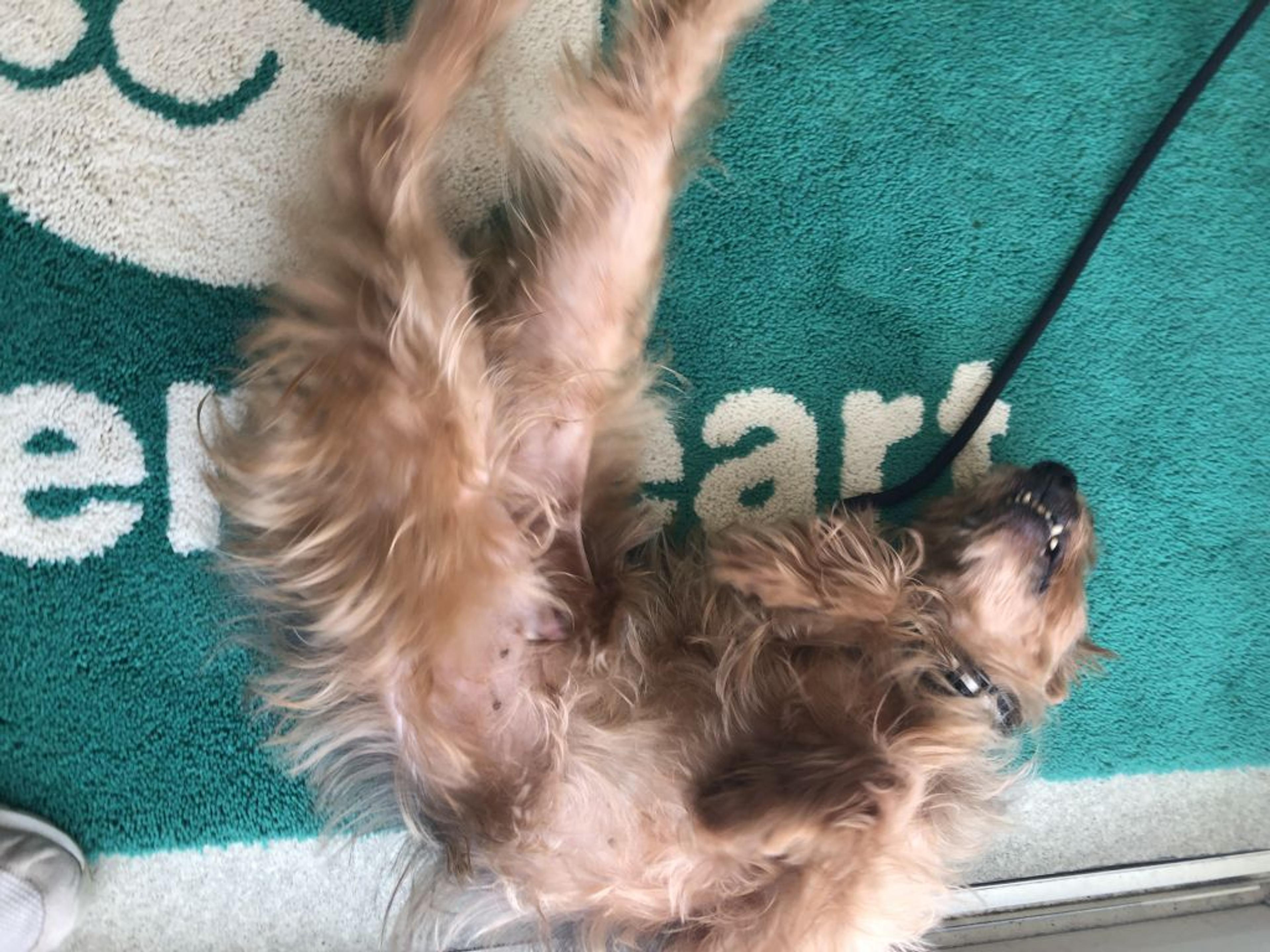 pet-image-7