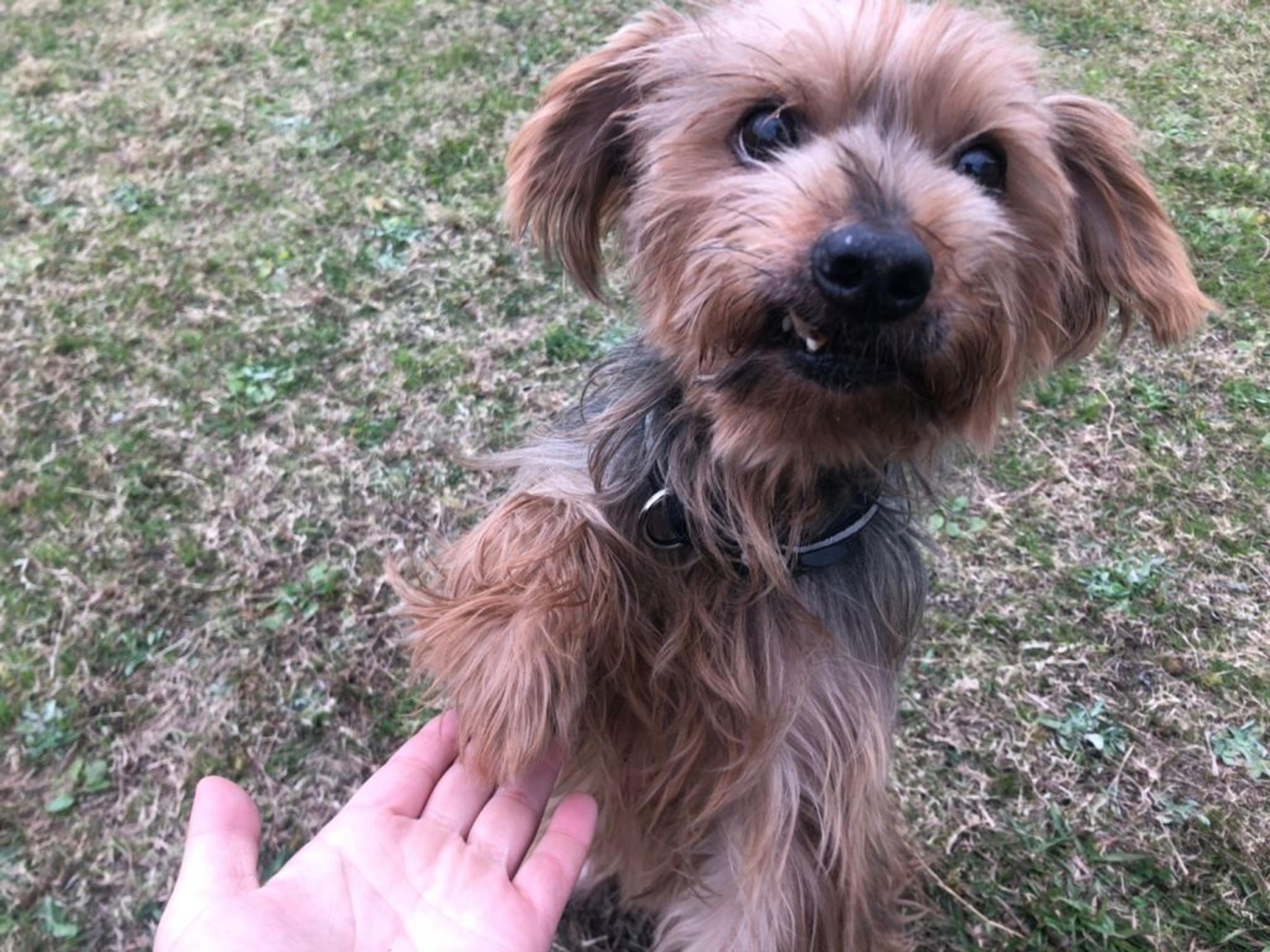 pet-image-4