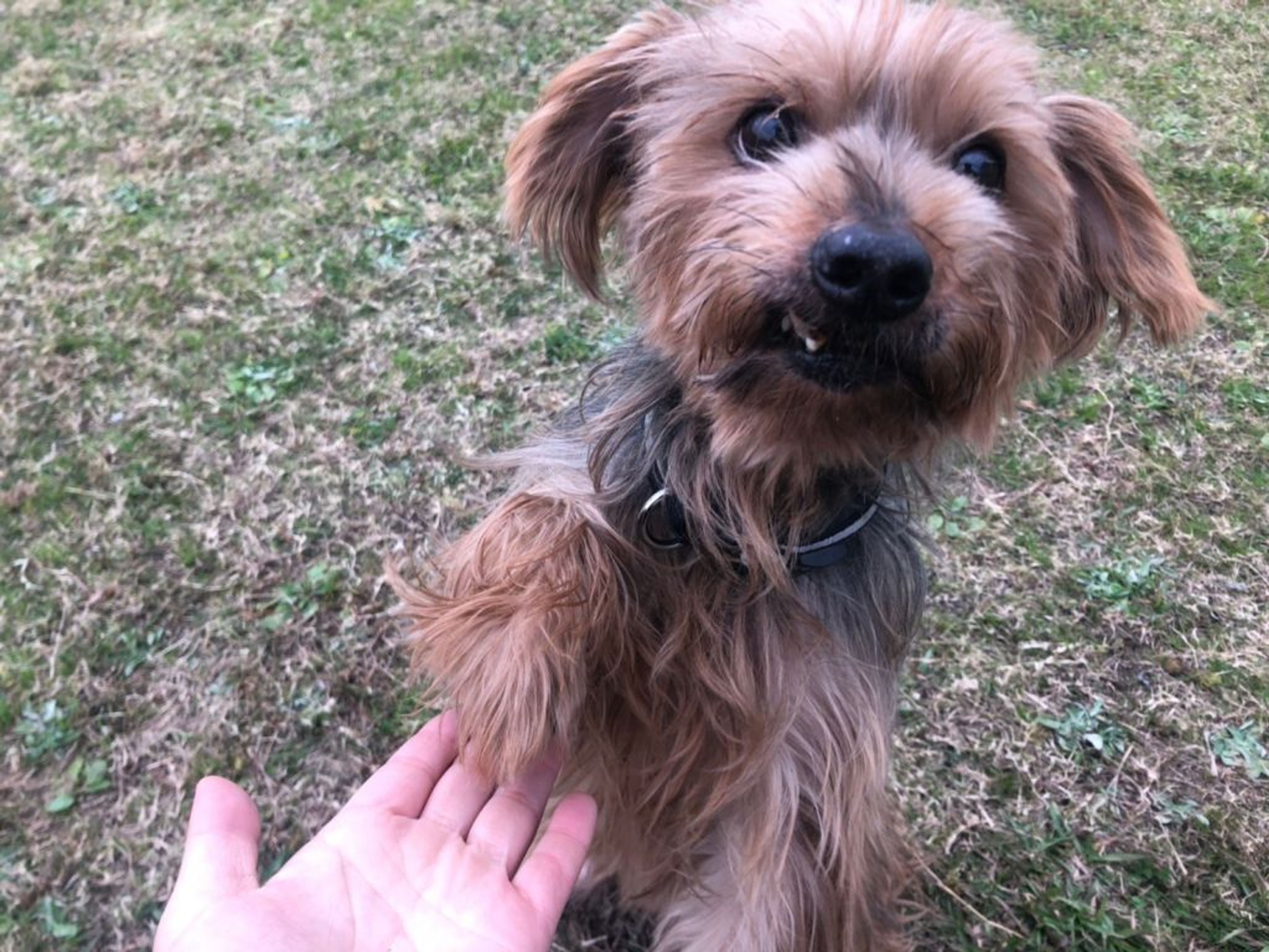 pet-image-4