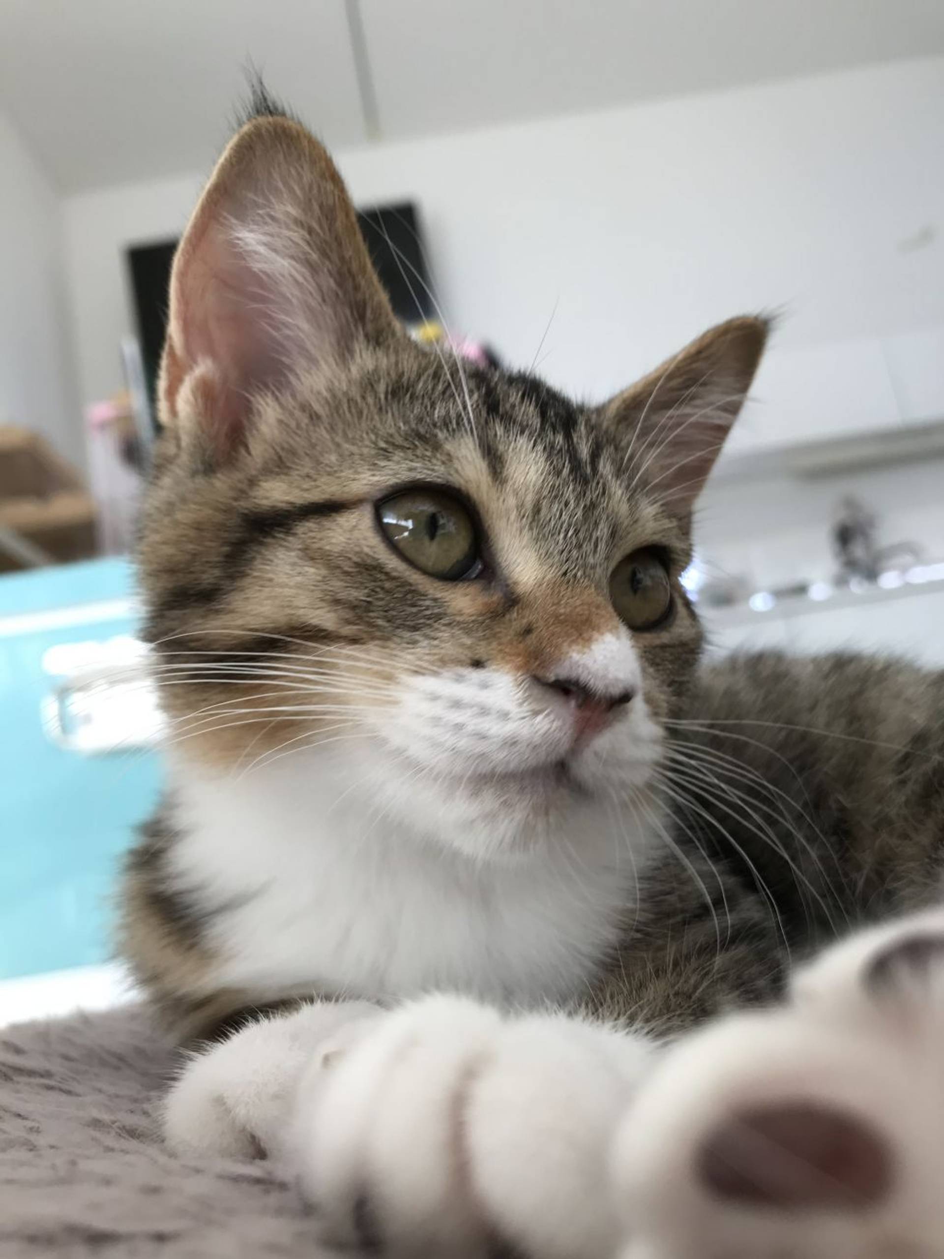 雑種（ミックス猫）・メスの里親募集の写真
